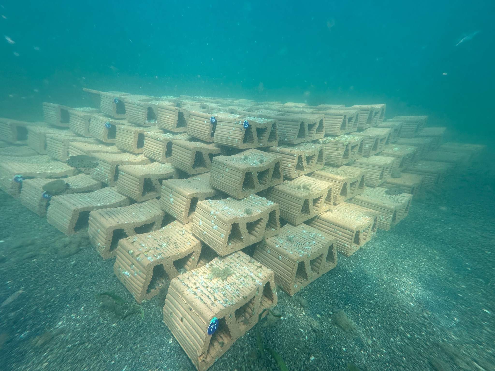 Primer arrecife experimental de ostra nativa (Ostrea edulis) instalado en el Mar Menor | IEO-CSIC