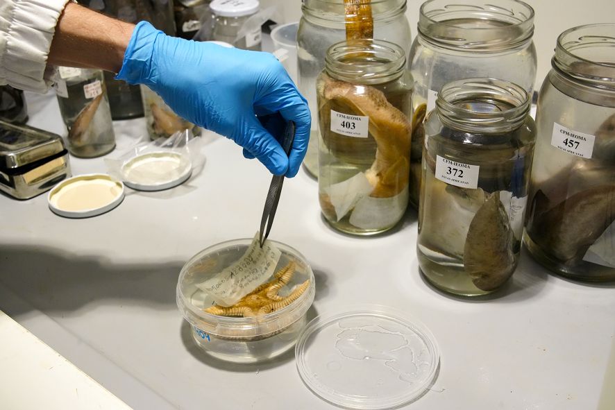 a creación de la Unidad de Colecciones refuerza la apuesta del IEO por conservar y poner en valor un patrimonio de incalculable valor científico © Ainara Martínez. Audiovisuales IEO, CSIC