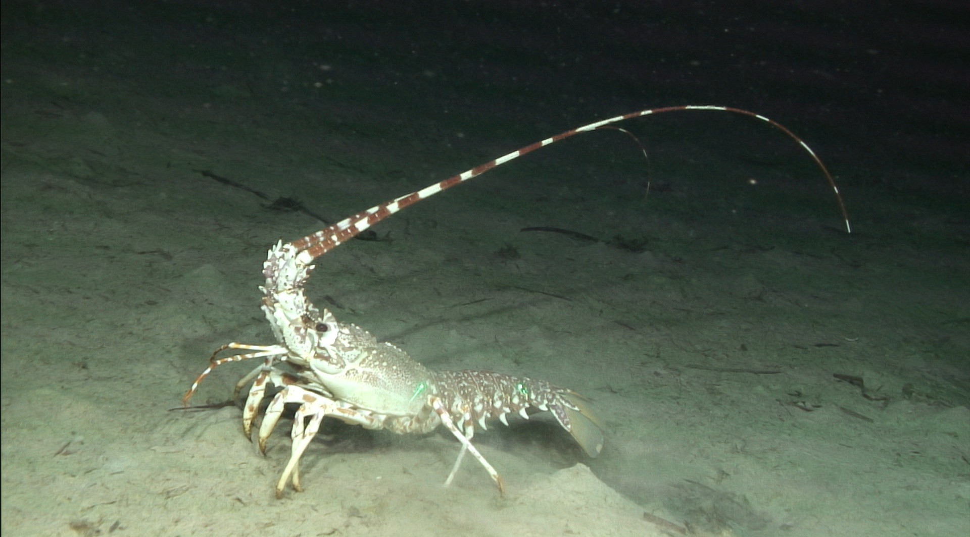 Imagen de Palinurus mauritanicus captada con el ROV Liropus 2000 a 348 metros de profundidad. © ECOBRED. Centro Oceanográfico de Baleares (IEO-CSIC)