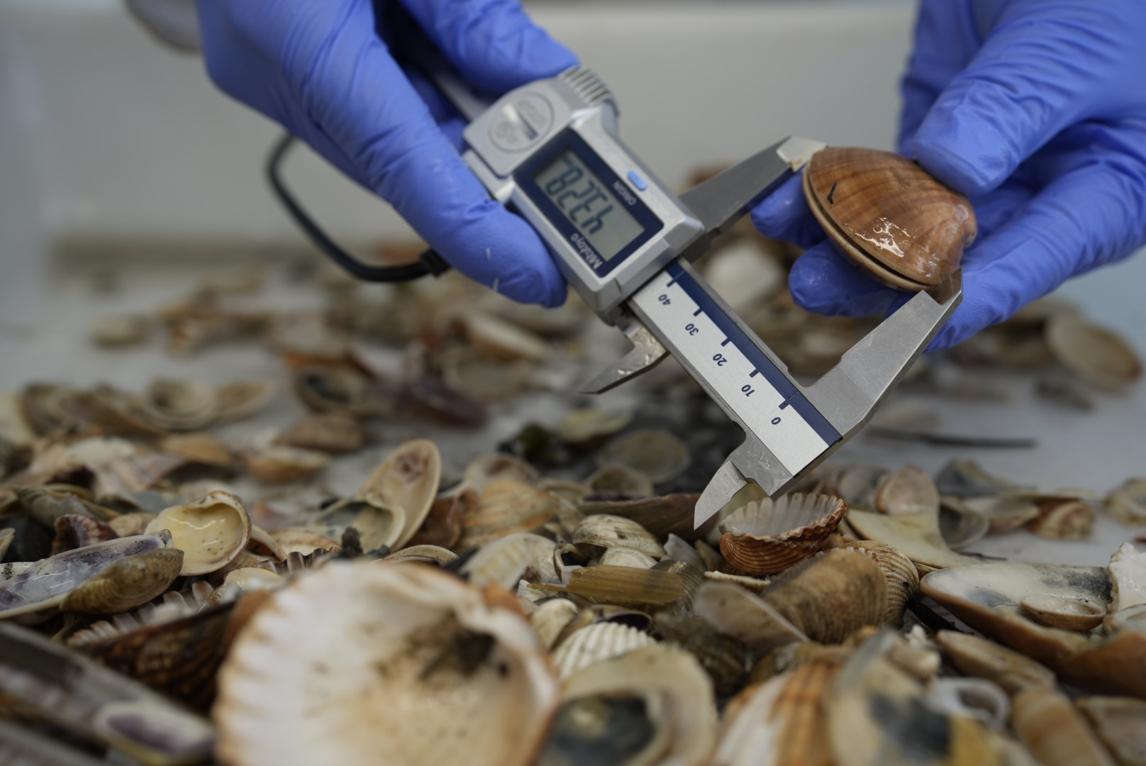 La concha fina presenta valores de biomasa y abundancia muy bajos. En las zonas orientales, los rendimientos llegan a ser prácticamente nulos, siendo la zona de Palmones, al oeste del caladero, el principal reducto productivo. Foto: IEO-CSIC