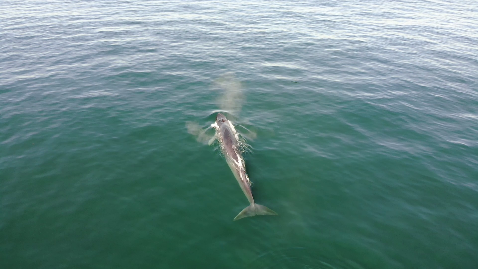 Ejemplar de rorcual en aguas de Galicia. © Miguel Álvarez. Campaña RorquGal. Proyecto EMPHATIC (IEO, CSIC)