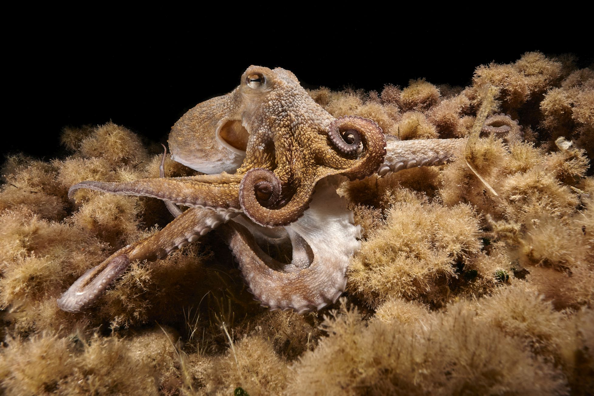 Imagen del pulpo Salvador con el brazo bifurcado captada en aguas de la isla de Ibiza. © Hidde Juijn.