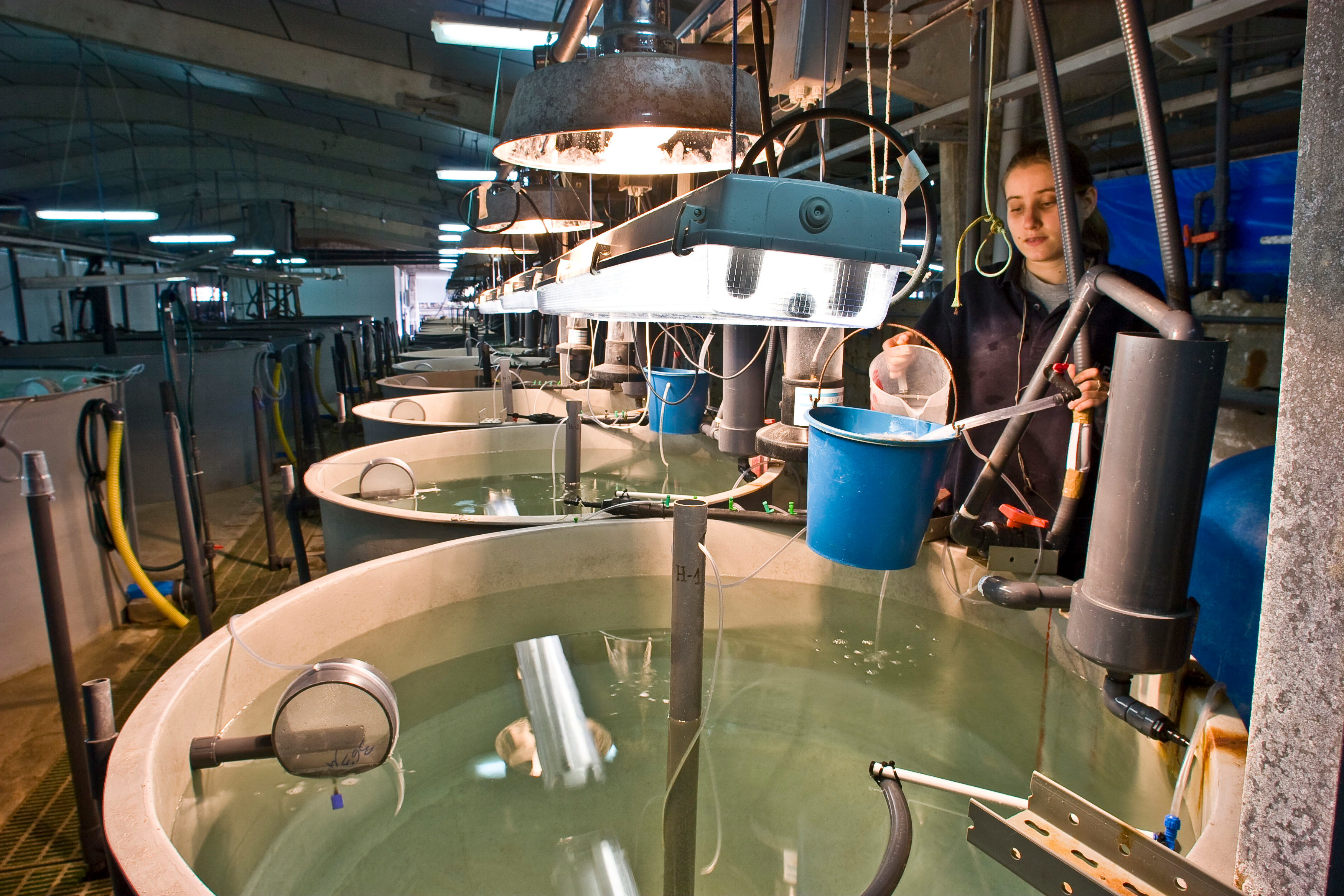 Vista del área de cultivo larvario en una planta de cultivos del IEO-CSIC