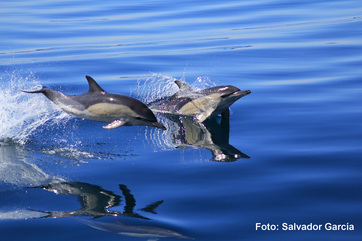 La posición de los delfines en la cadena trófica ha cambiado en los últimos años a causa de la es...