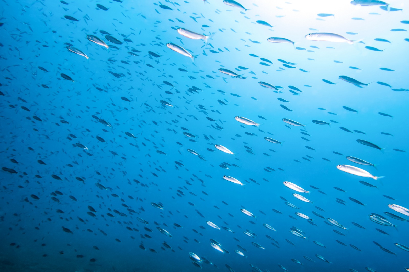 Los modelos actuales tienen limitaciones para estimar el crecimiento de pequeños pelágicos, como el boquerón (Engraulis encrasicolus), especies de gran importancia ecológica y económica | Foto: Eloi Omella - iStock