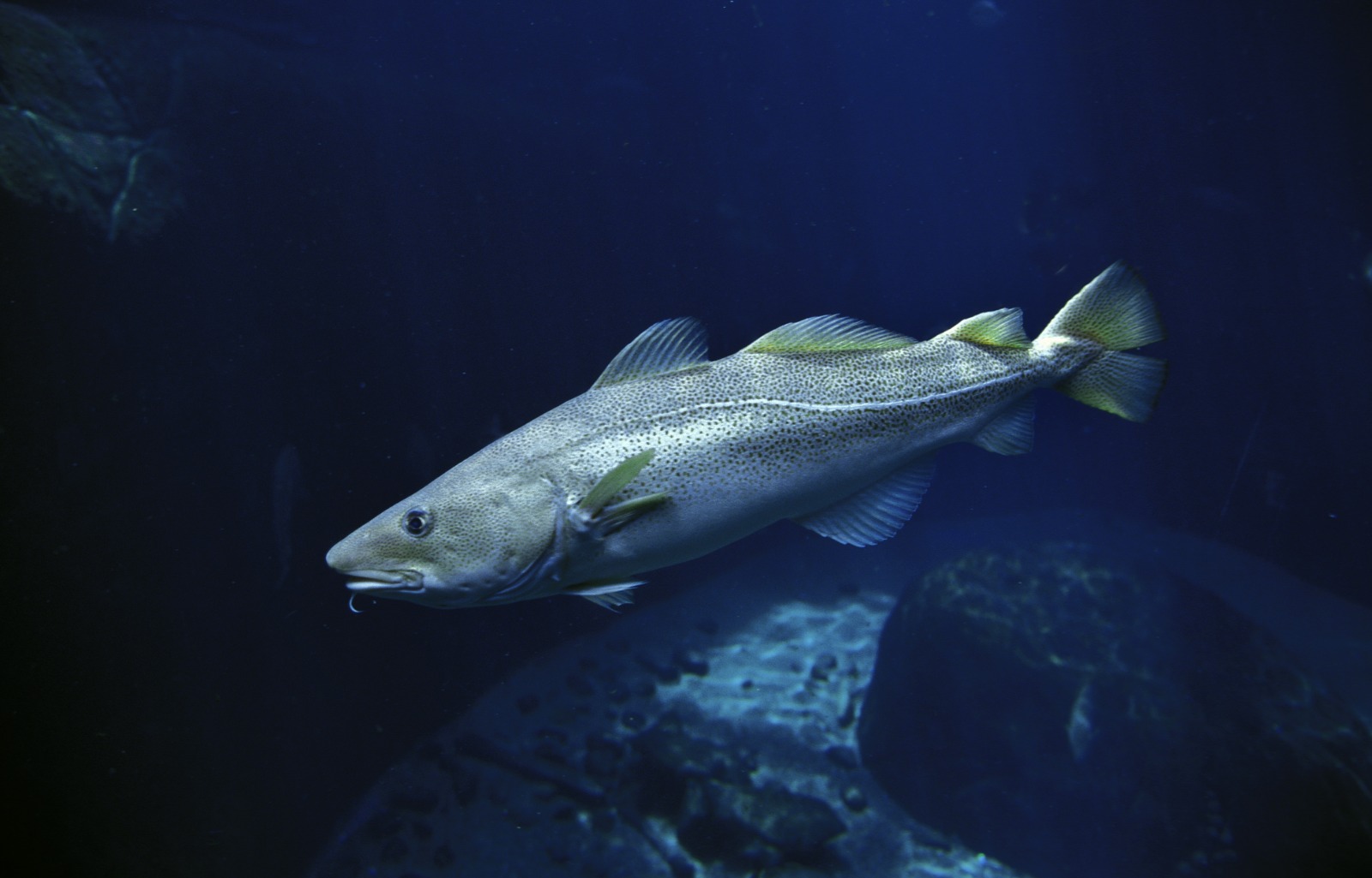 El estudio ha identificado la relación de dependencia alimenticia entre especies depredadoras y tipos de presas, lo que ha permitido clasificar los grupos de peces en función de su dieta. © slowmotiongli. IStock