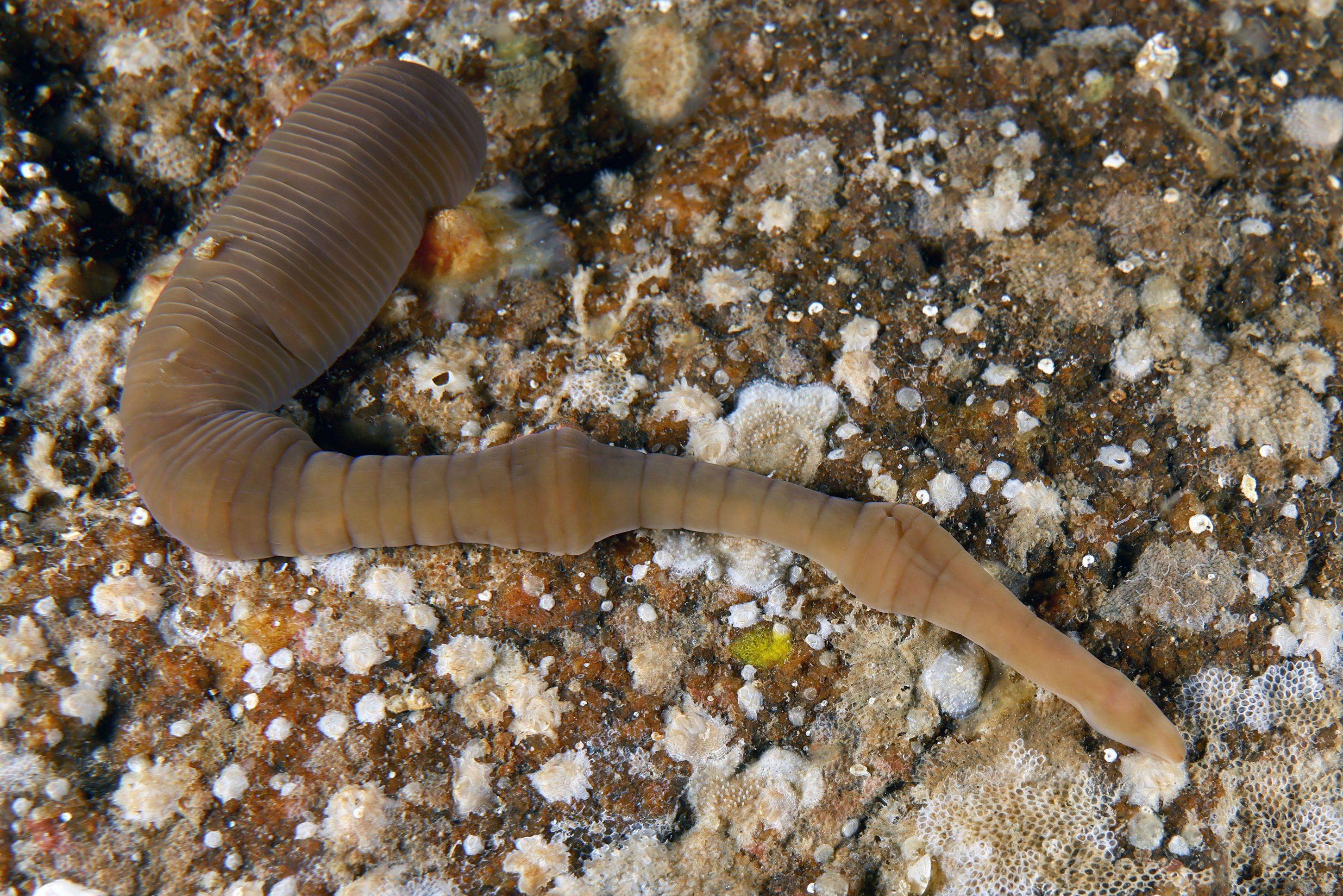 El nemertino Pararosa vigarae ha sido la última especie descrita, hasta la fecha, en aguas españolas. © Jacinto Pérez. C.O. Gijón (IEO, CSIC)