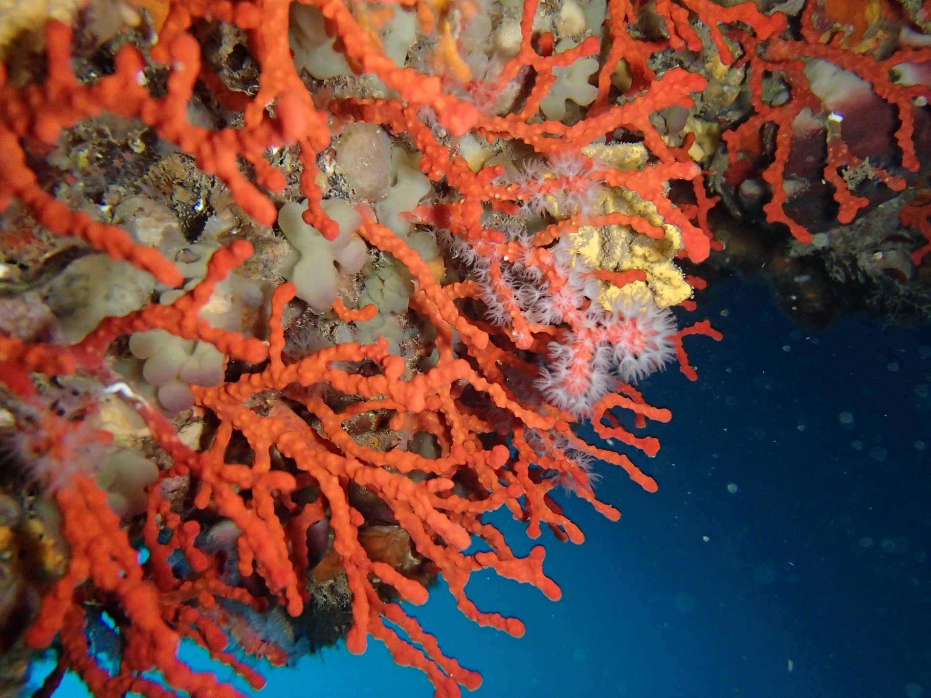 El nuevo Listado español de hábitats marinos, que servirá como base común para todas las iniciativas nacionales relacionadas con la conservación de la biodiversidad marina | David Díaz, IEO-CSIC El nuevo Listado español de hábitats marinos, que servirá como base común para todas las iniciativas nacionales relacionadas con la conservación de la biodiversidad marina | David Díaz, IEO-CSIC