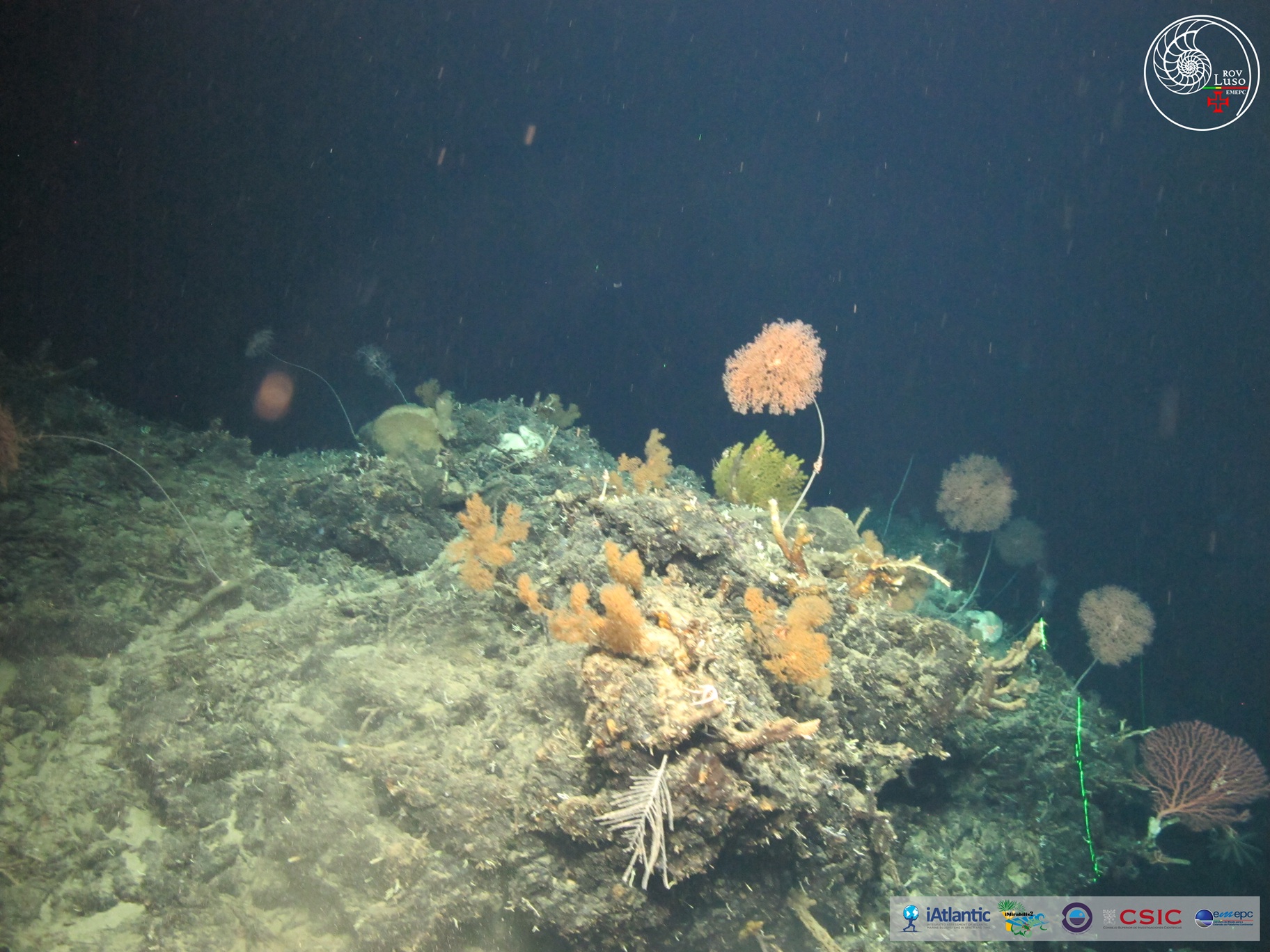Imagen tomada por el ROV Luso en la montaña submarina Cadamosto, durante la campaña iMirabilis2 del proyecto iAtlantic (Fuente: Luso/iMirabilis2/iAtlantic project Imagen tomada por el ROV Luso en la montaña submarina Cadamosto, durante la campaña iMirabilis2 del proyecto iAtlantic (Fuente: Luso/iMirabilis2/iAtlantic project