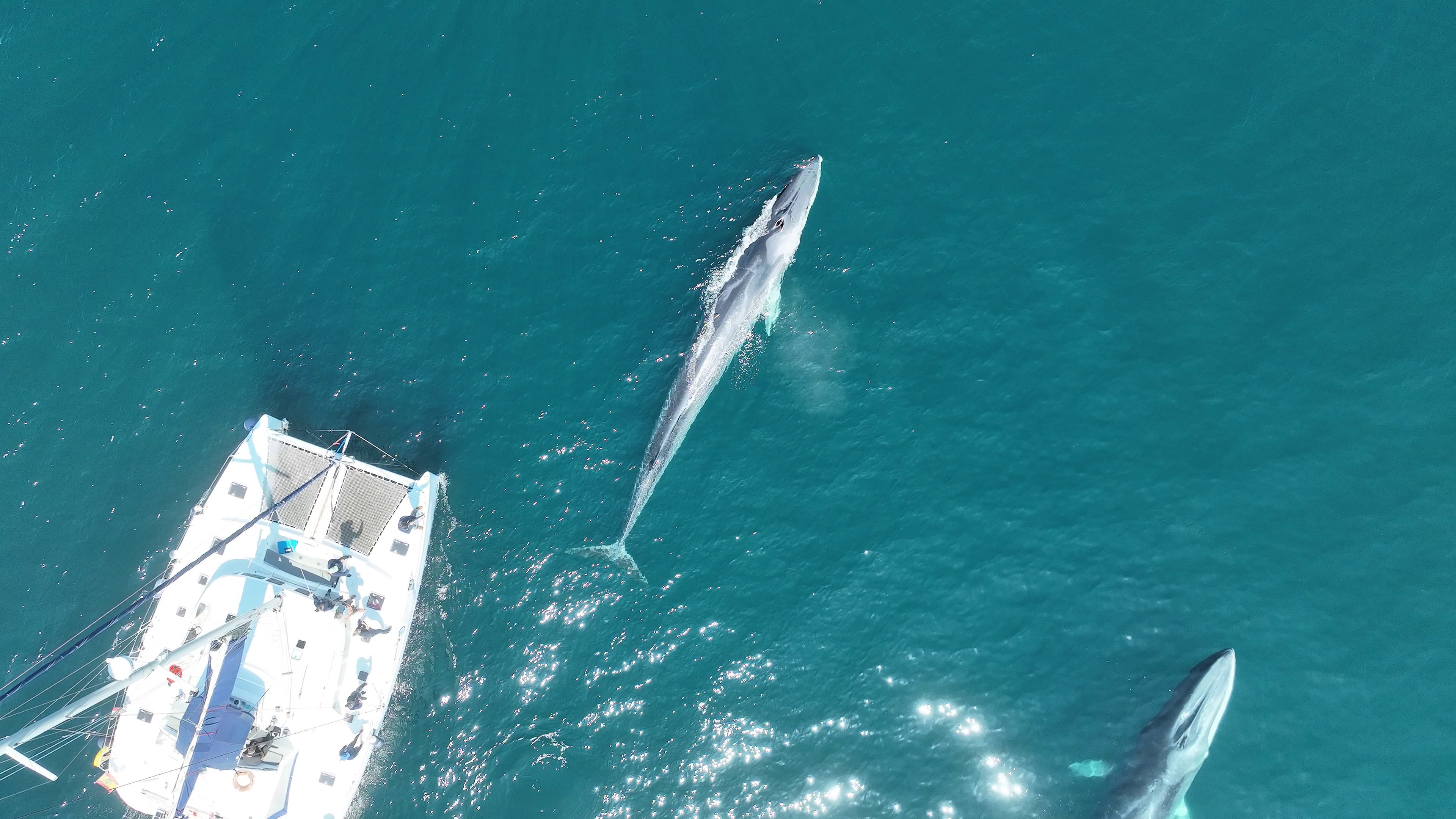 Dos rorcuales comunes (Balaenoptera physalus) y el catamarán Chocolate de Charter Terranova con el que se realizó la campaña RorquGAL2025 © Miguel Álvarez (IEO, CSIC)