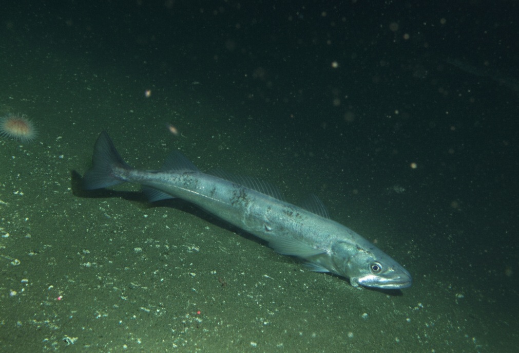 Ejemplar de merluza europea en su hábitat. © Rick Starr | NOAA/CBNMS (CC BY 2.0, imagen editada) Ejemplar de merluza europea en su hábitat. © Rick Starr | NOAA/CBNMS (CC BY 2.0, imagen editada)