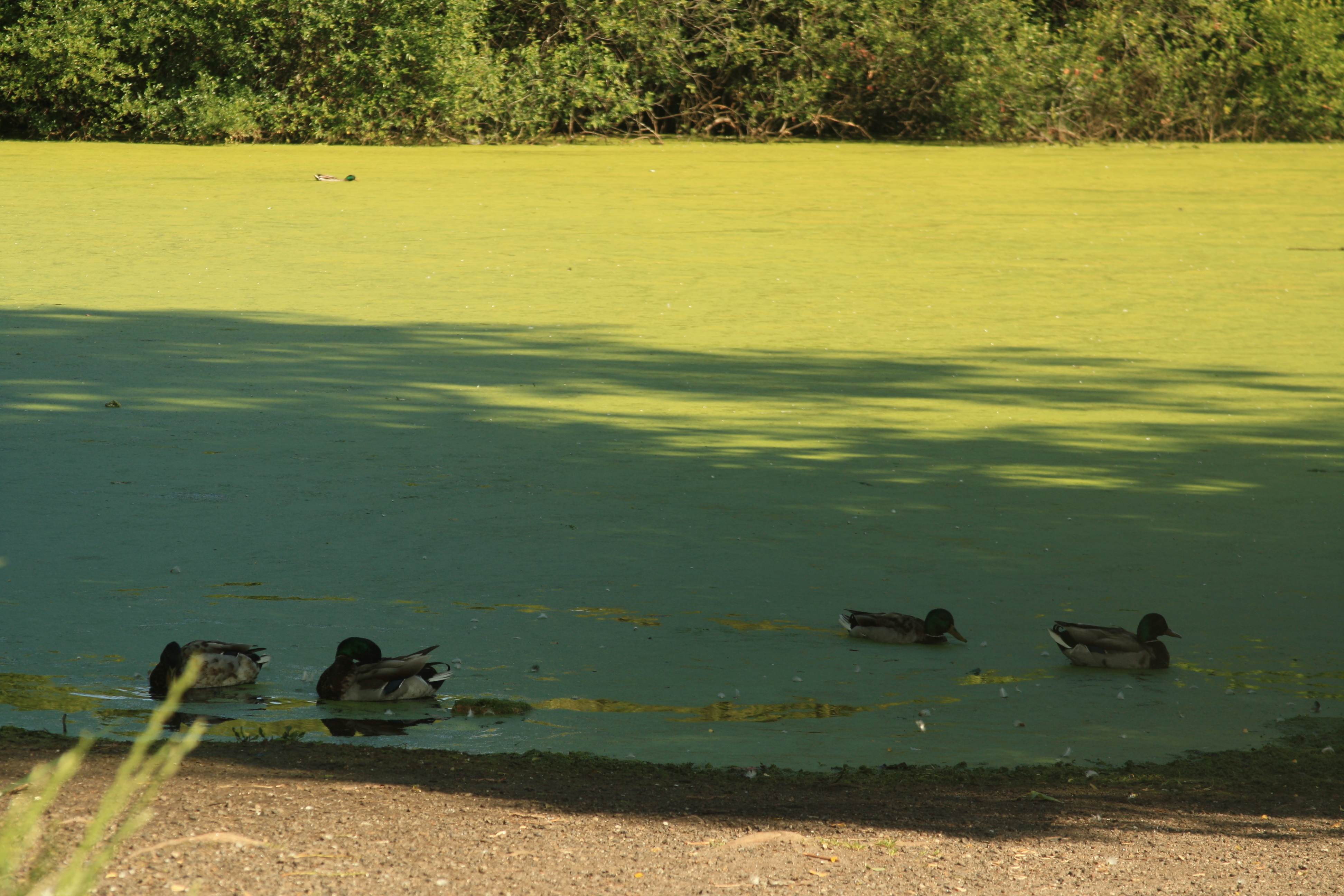 Imagen de la laguna de A Congorza con ánades reales en primer término