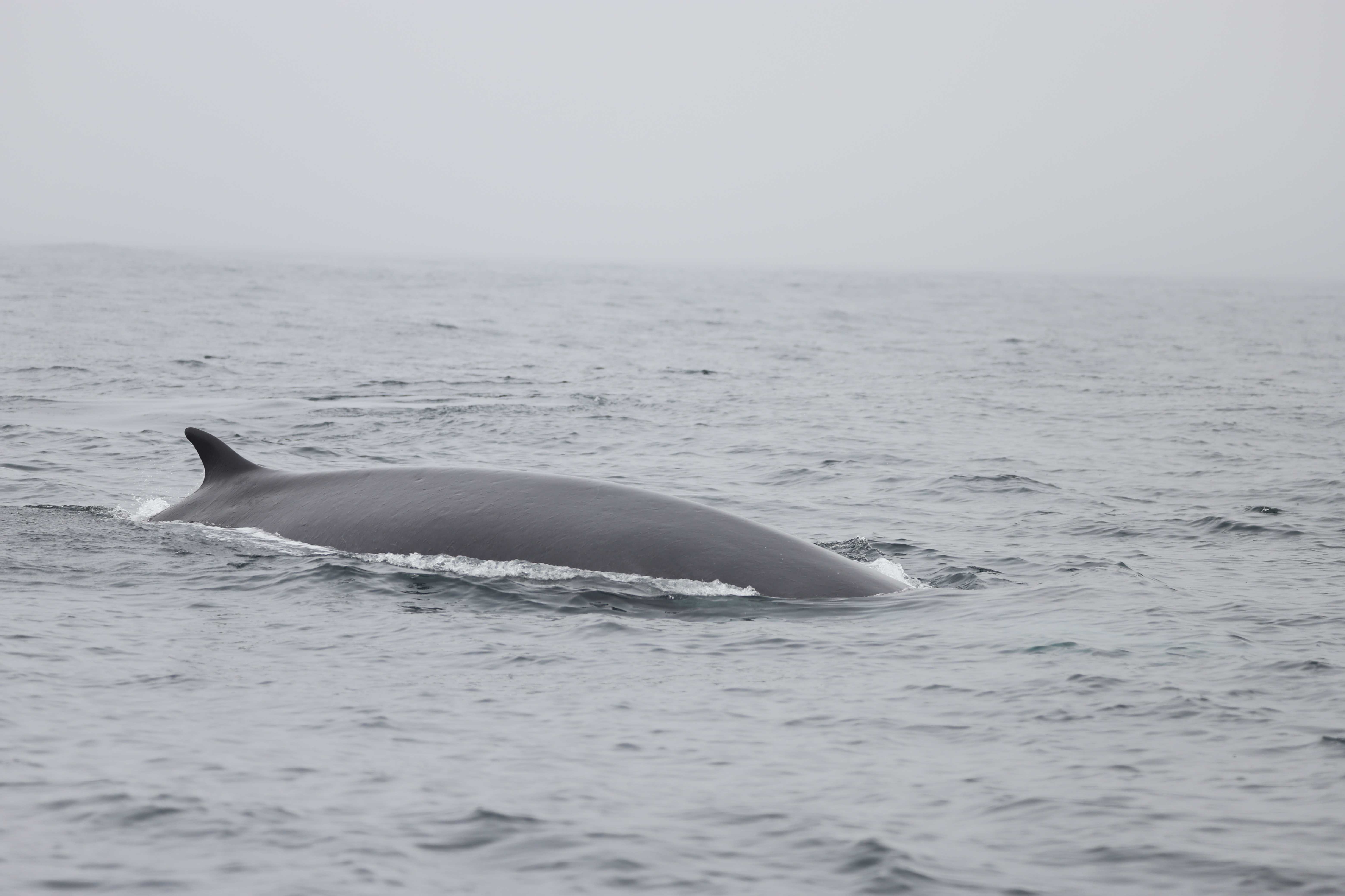 Rorcual común (Balaenoptera physalus) fotografiado durante la campaña RorquGAL. © Paula Gutiérrez (IEO, CSIC)