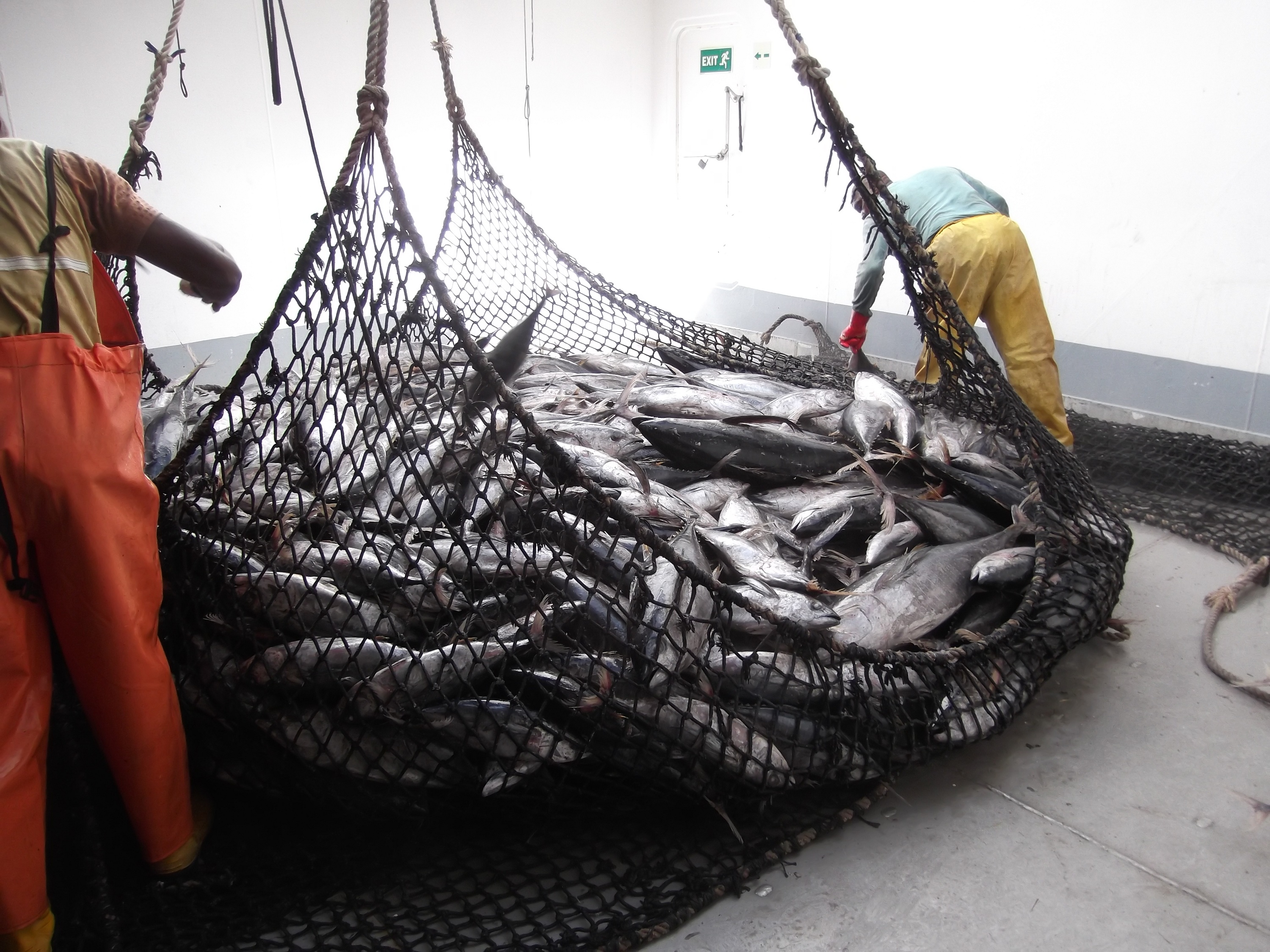 Ejemplares de atún amarillo.  ©José Carlos Baez (IEO, CSIC)