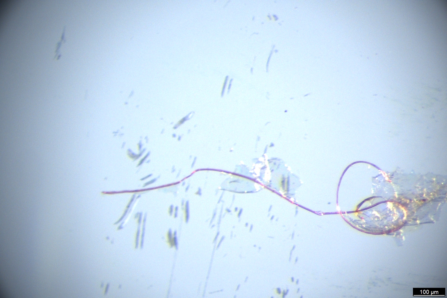 Fotografía realizada con estero-microscopio de una fibra de PET (tereftalato de polietileno) de origen marino Fotografía realizada con estero-microscopio de una fibra de PET (tereftalato de polietileno) de origen marino