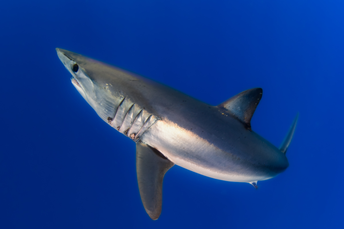 TIRRAQUI se ha centrado en evaluar la interacción entre las pesquerías artesanal y de arrastre y las poblaciones de elasmobranquios en el Levante español © Proyecto TIRRAQUI. Centro Oceanográfico de Murcia (IEO-CSIC)