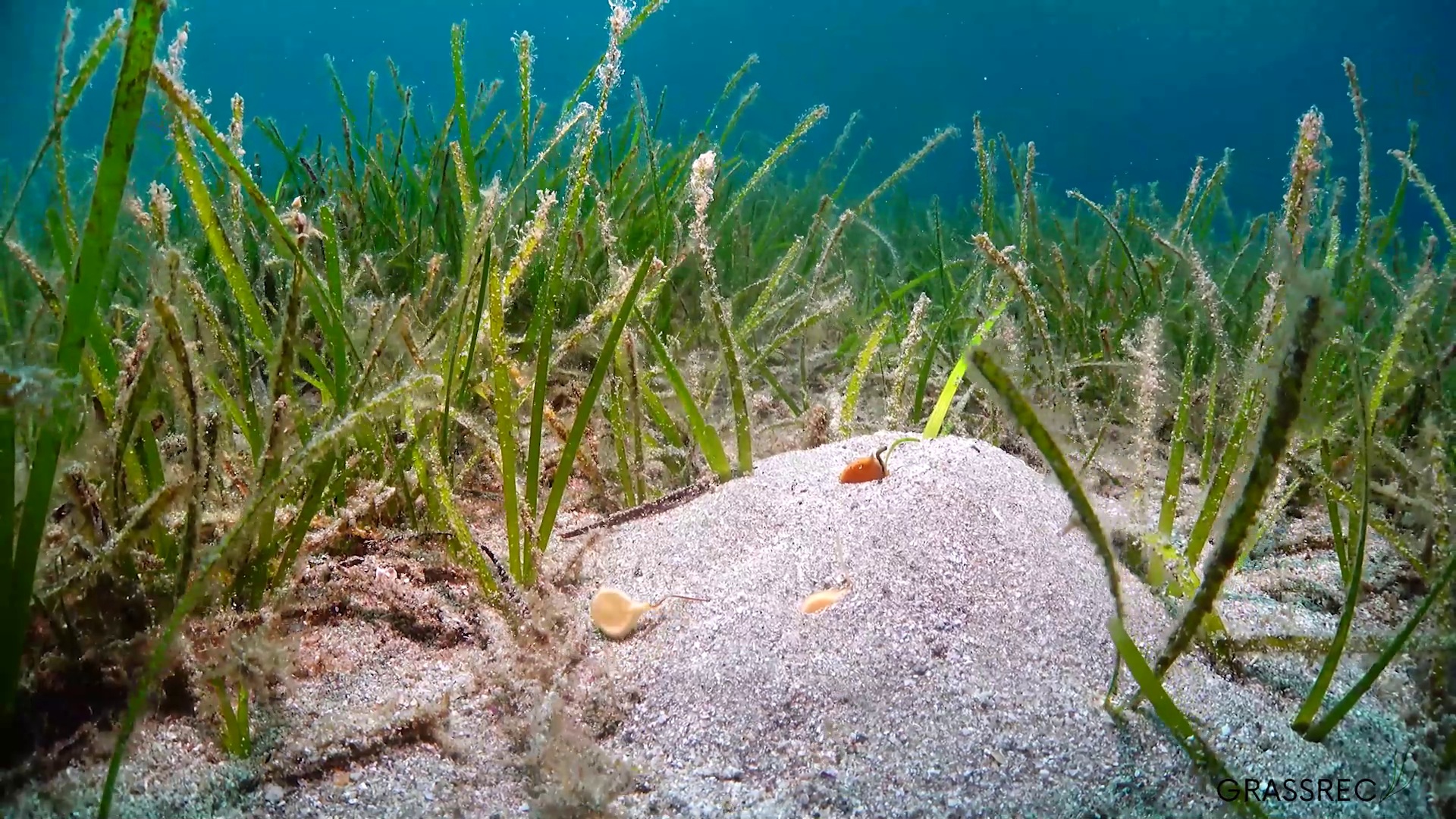 Ensayos piloto con trasplantes de semillas y plantas adultas en el Mar Menor | IEO-CSIC Ensayos piloto con trasplantes de semillas y plantas adultas en el Mar Menor | IEO-CSIC
