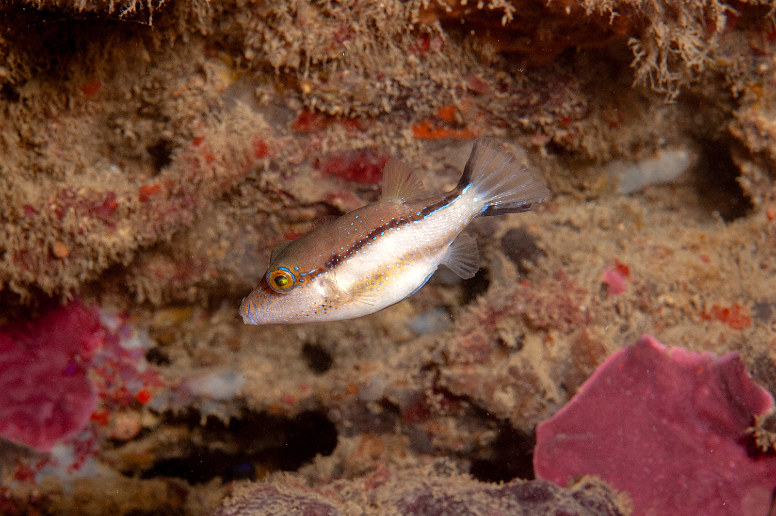 Ejemplar de Canthigaster capistrata en aguas del mar de Alborán. | Foto: Alejandro Martín, IEO-CSIC Ejemplar de Canthigaster capistrata en aguas del mar de Alborán. | Foto: Alejandro Martín, IEO-CSIC
