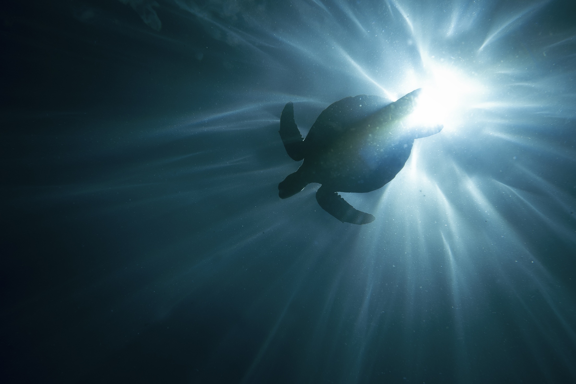 El trabajo analiza 91 especies de reptiles marinos y 128 de mamíferos marinos, incluyendo su presencia en 15 grandes regiones oceánicas y comparando sus patrones con simulaciones aleatorias. | Alejandro Martín, IEO-CSIC El trabajo analiza 91 especies de reptiles marinos y 128 de mamíferos marinos, incluyendo su presencia en 15 grandes regiones oceánicas y comparando sus patrones con simulaciones aleatorias. | Alejandro Martín, IEO-CSIC