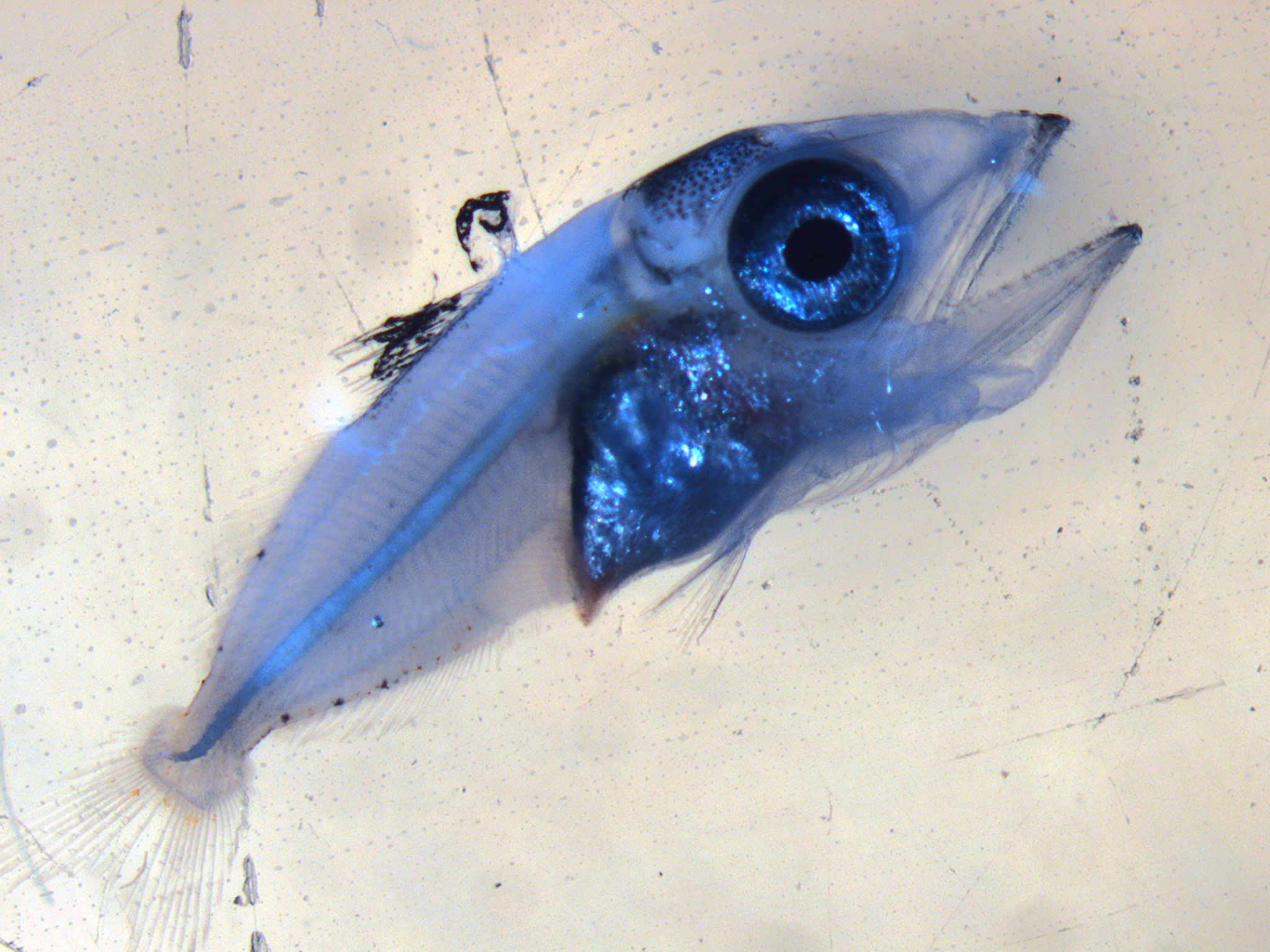 Imagen de una larva de atún rojo | IEO-CSIC