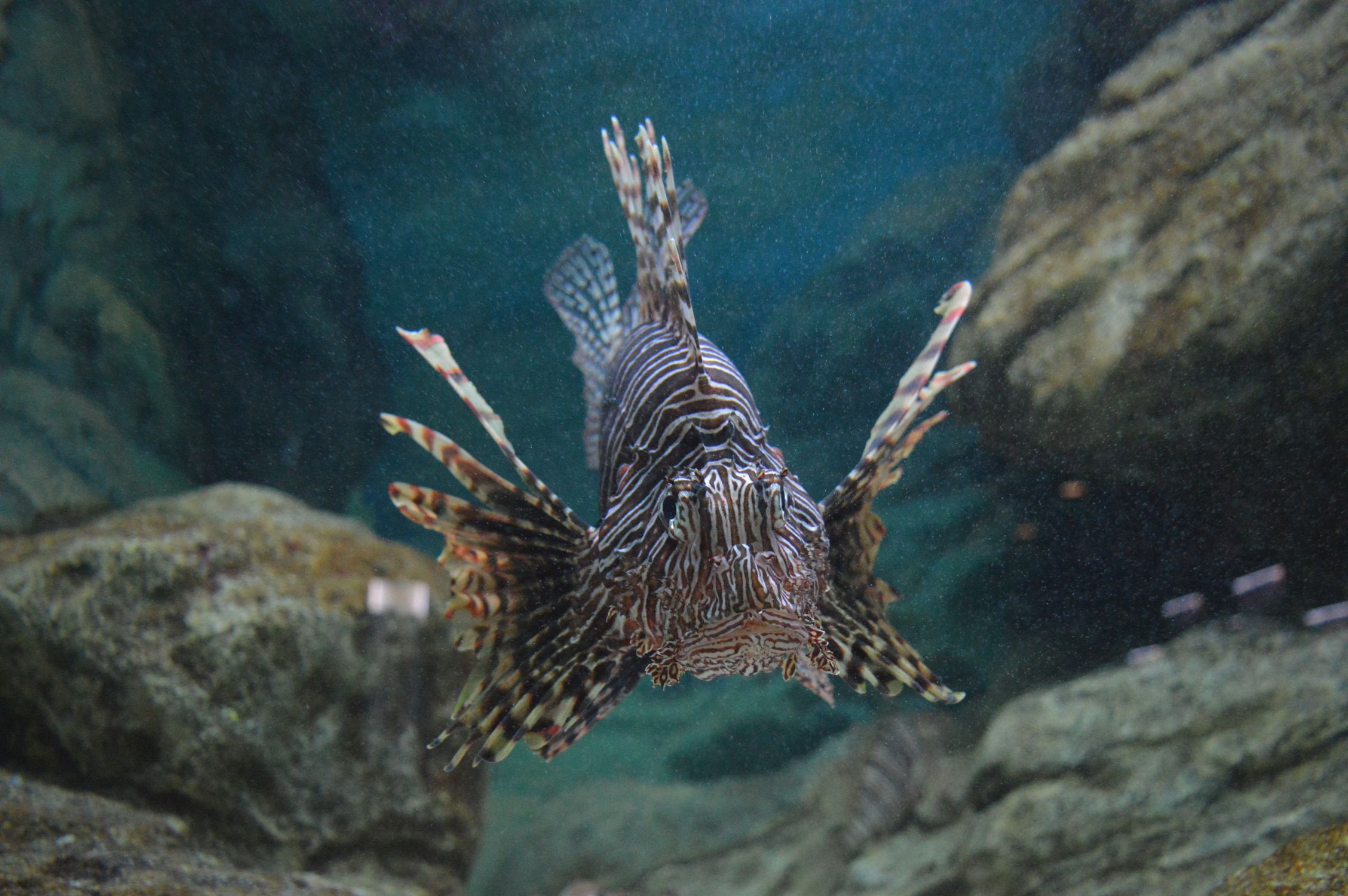 Ejemplar de pez león (Pterois miles), especie originaria del océano Índico que está colonizando el Mediterráneo oriental a través de su paso por el canal de Suez y encontrado recientemente en la costa almeriense. © Jose Carlos Báez Barrionuevo. Centro Oceanográfico de Málaga (IEO, CSIC)