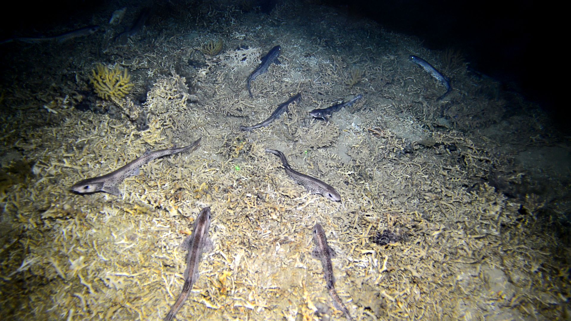 Grupo de pintarrojas sobre fondos de un monte submarino de Alborán  © IEO-CSIC