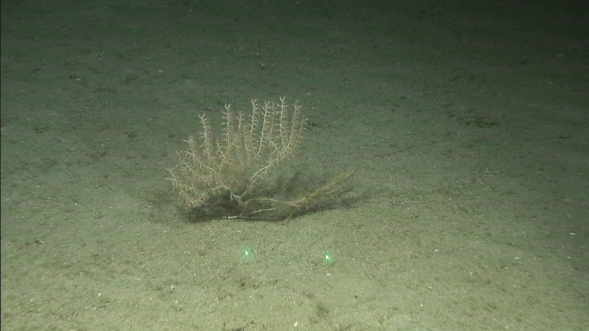 Ejemplar del coral bambú (Isidella elongata), especie vulnerable y protegida encontrada en varios puntos de los montes submarinos explorados © Geociencias marinas. Centro Oceanográfico de Málaga (IEO, CSIC)