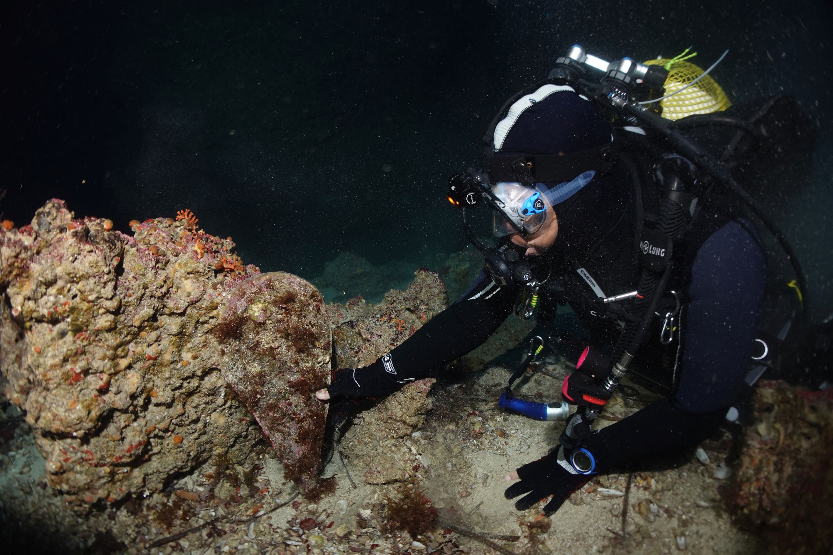 El equipo científico ha monitorizado ejemplares de nacra en mar abierto © Maite Vázquez-Luis. Centro Oceanográfico de Baleares (IEO, CSIC) El equipo científico ha monitorizado ejemplares de nacra en mar abierto © Maite Vázquez-Luis. Centro Oceanográfico de Baleares (IEO, CSIC)
