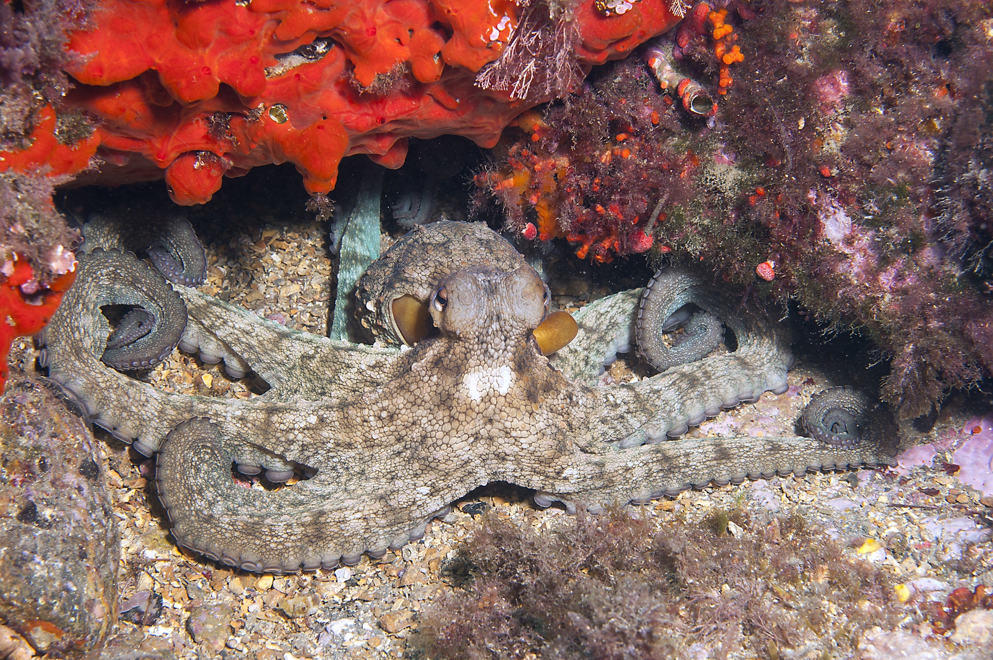 Ejemplar de pulpo común (Octopus vulgaris), una de las especies objetivo del estudio | Alejandro Martín, IEO-CSIC Ejemplar de pulpo común (Octopus vulgaris), una de las especies objetivo del estudio | Alejandro Martín, IEO-CSIC