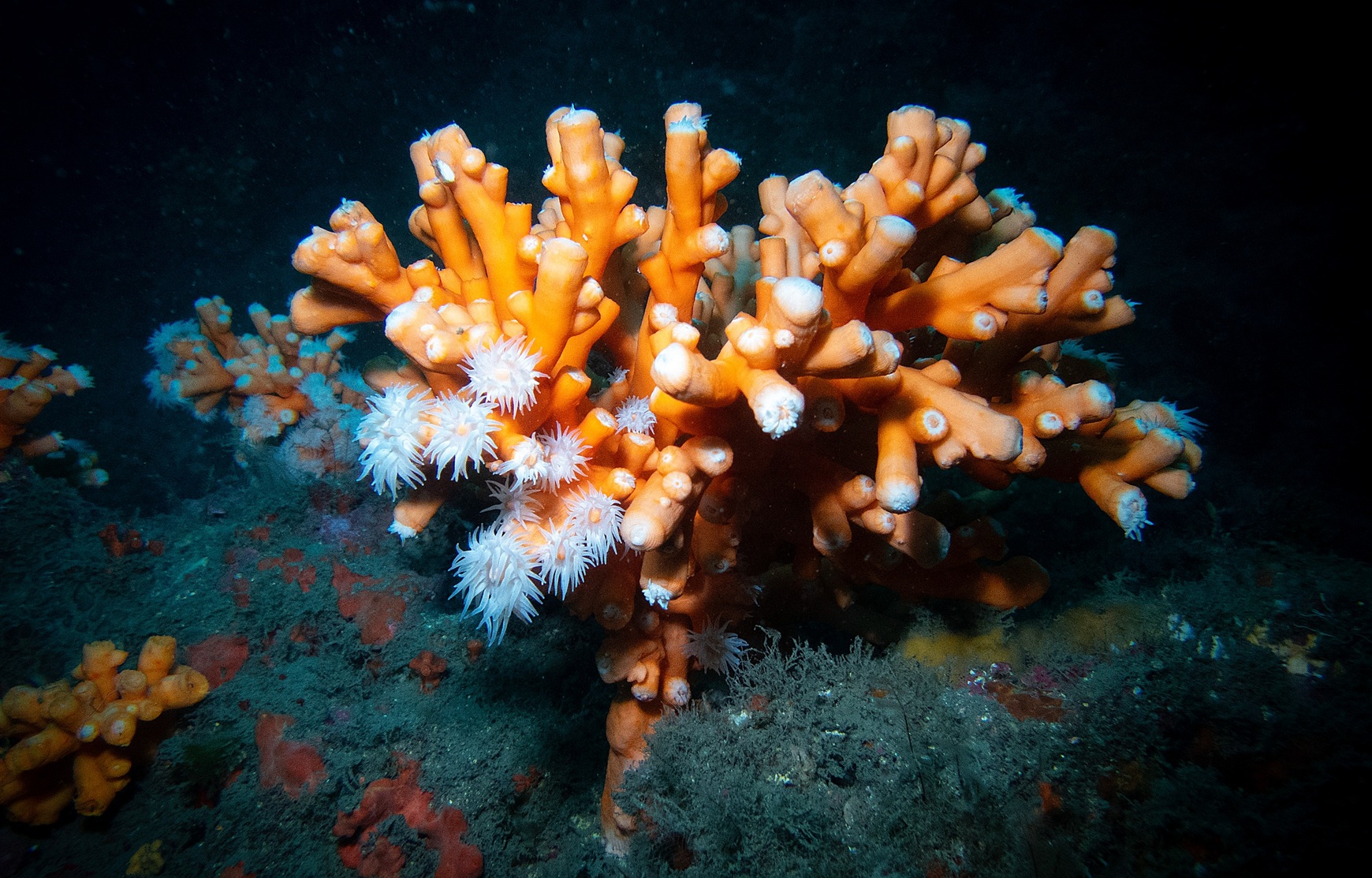 Una de las colonias de coral candelabro de la que se ha obtenido un gemelo digital para estudiar su crecimiento. Una de las colonias de coral candelabro de la que se ha obtenido un gemelo digital para estudiar su crecimiento.