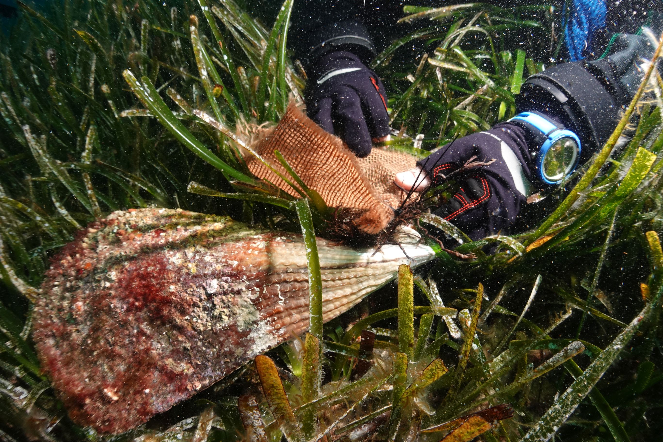 Imagen de la reintroducción de un ejemplar resistente de nacra en el Parque Nacional Marítimo-Terrestre del Archipiélago de Cabrera. © Maite Vázquez-Luis C.O. Baleares (IEO, CSIC)