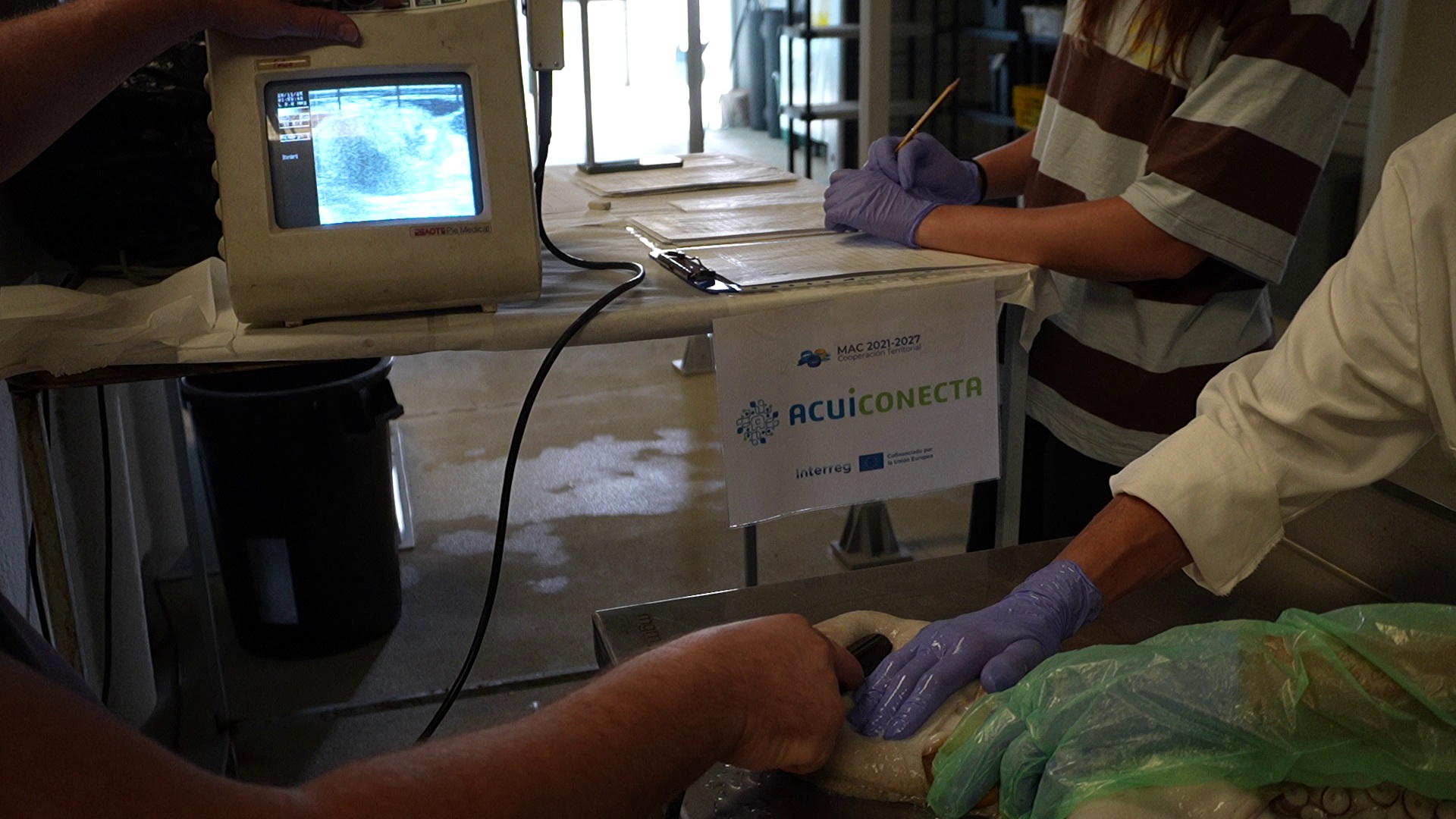 El uso de ecografía —una técnica no invasiva y segura— permite monitorizar la maduración ovárica y anticipar el momento de desove en hembras mantenidas en cautividad. | IEO-CSIC El uso de ecografía —una técnica no invasiva y segura— permite monitorizar la maduración ovárica y anticipar el momento de desove en hembras mantenidas en cautividad. | IEO-CSIC