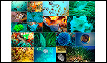Atlas de Biodiversidad Marina del Mar Balear