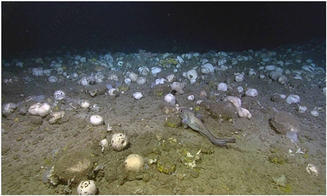 Los campos de esponjas aumentan la biodiversidad de la megafauna en los fondos marinos profundos