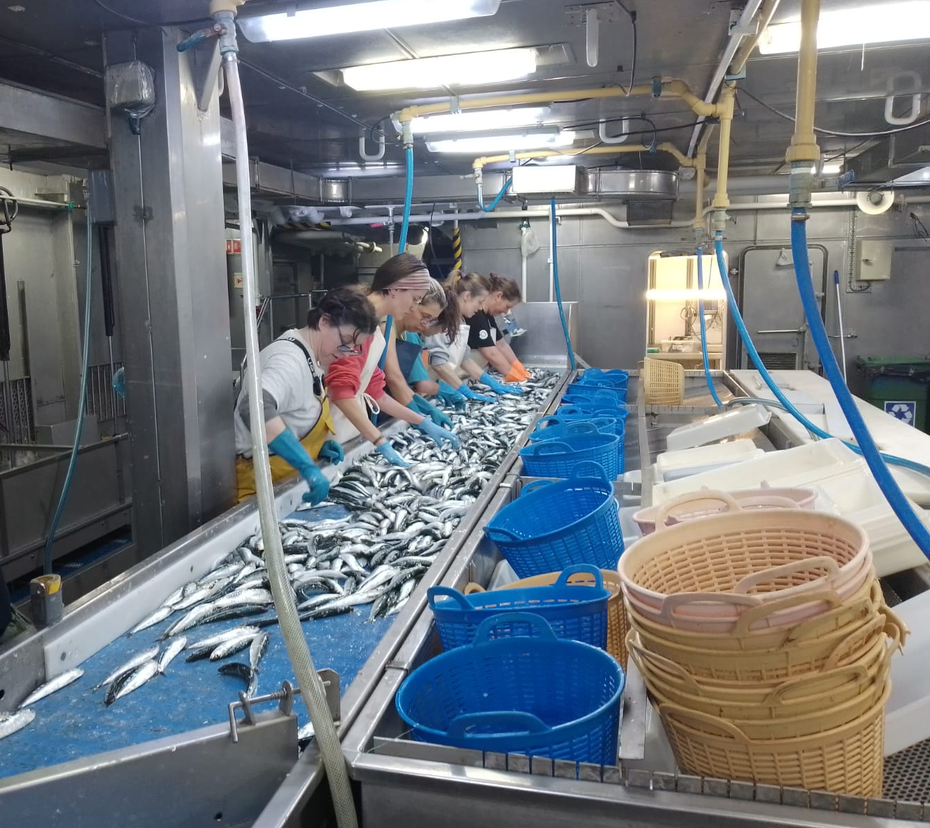 Personal científico del IEO trabajando en el parque de pesca en una edición anterior de la campaña PELACUS © Gema Hernández (IEO, CSIC).