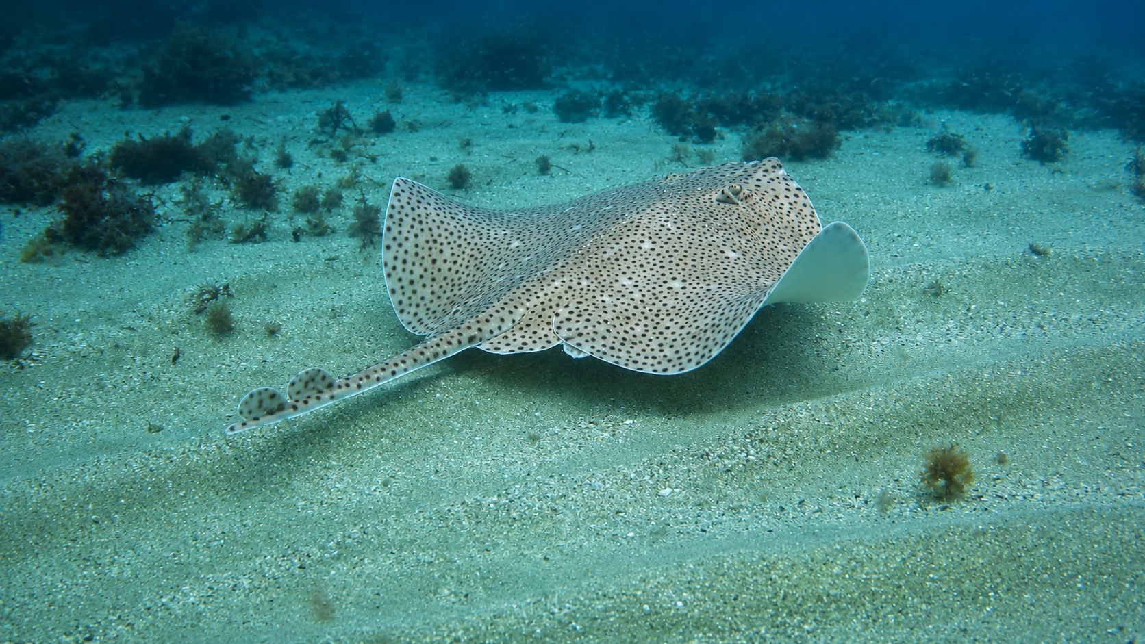 Ejemplar de raya boca de rosa (Raja brachyura) | Foto: Ana Aja, IEO-CSIC