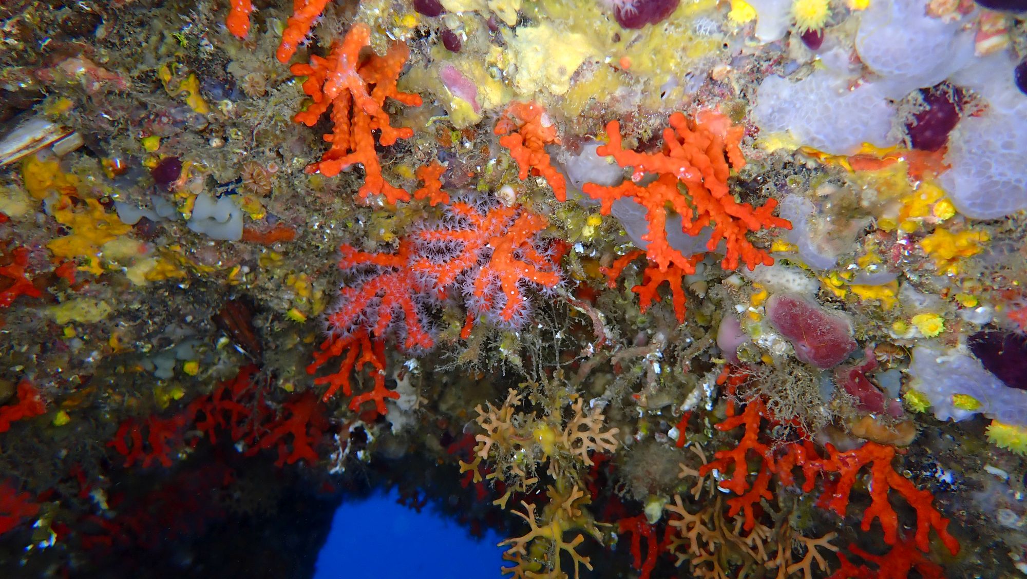 Especies bentónicas de ambientes esciáfilos muestreadas durante la campaña INFRAROCK3D_0525. © Jaime E. Rodríguez Riesco. Centro Oceanográfico de Canarias (IEO, CSIC)