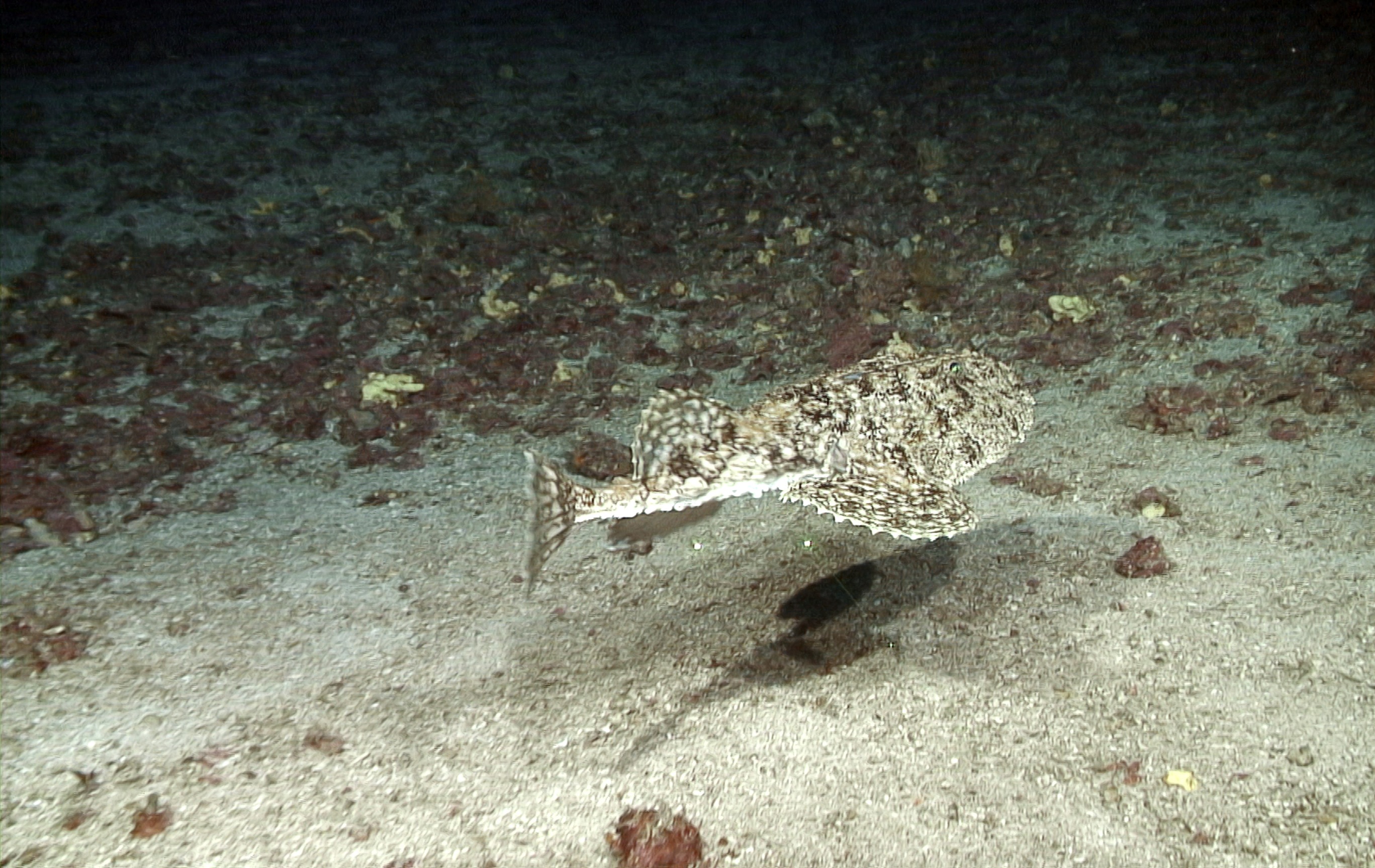 Un rape (Lophius sp.) sobre un fondo de maërl en el Canal de Menorca tomada con el ROV Liropus | IEO-CSIC