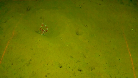 Investigadores del IEO estimarán la abundancia de cigala en el golfo de Cádiz a través imágenes submarinas