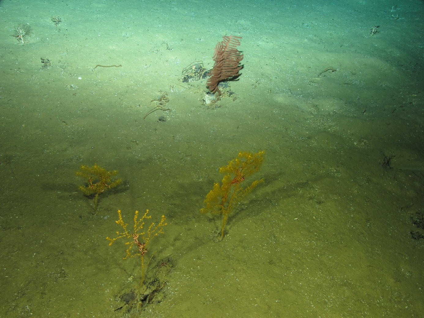 Gorgonias y corales negros a 1960 metros de profundidad en el océano Atlántico filmados durante la campaña internacional MEDWAVES liderado por el IEO. © MEDWAVES/IEO/ATLAS project.