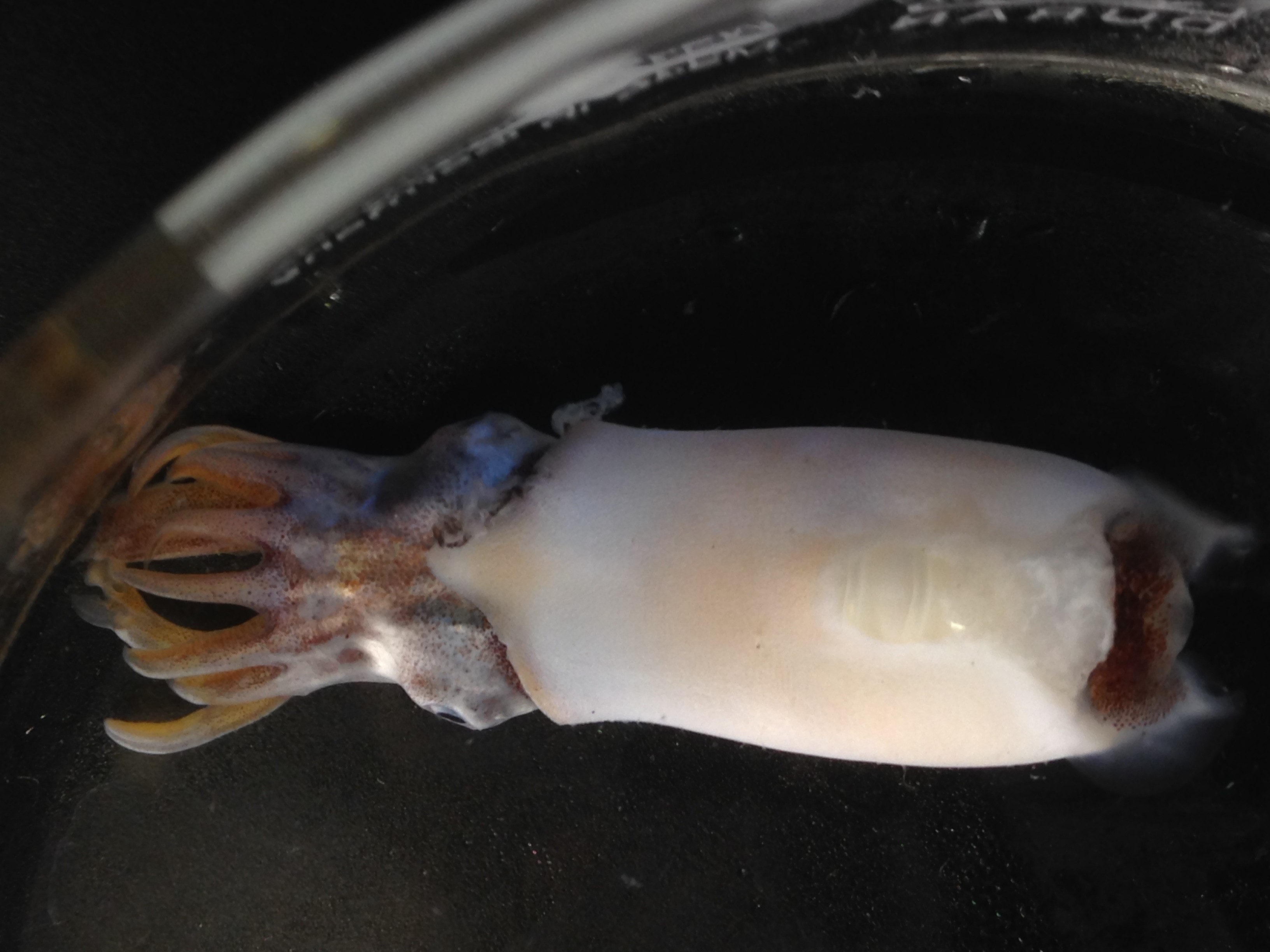 Macho maduro de Spirula spirula, el calamar cuerno de carnero, capturado en la demarcación canaria durante la campaña MAFIA, en la que participaron investigadores del IEO ©  Víctor Tuset. IOCAG - ULPGC