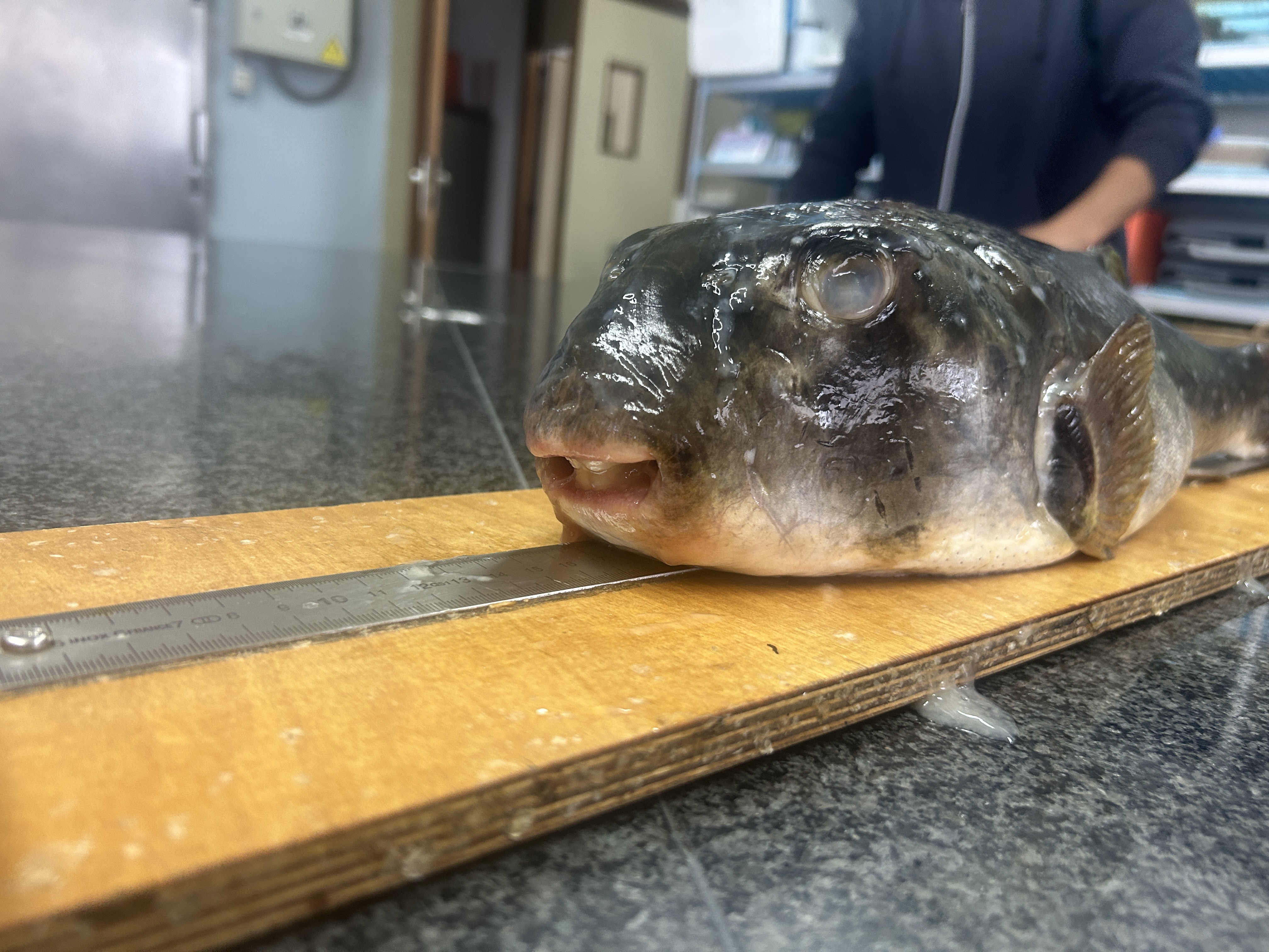 Ejemplar de tamboril de tierra (Ephippion guttifer) antes de su estudio en el Centro Oceanográfico de Vigo. © Lucía Ortigueira (IEO, CSIC)