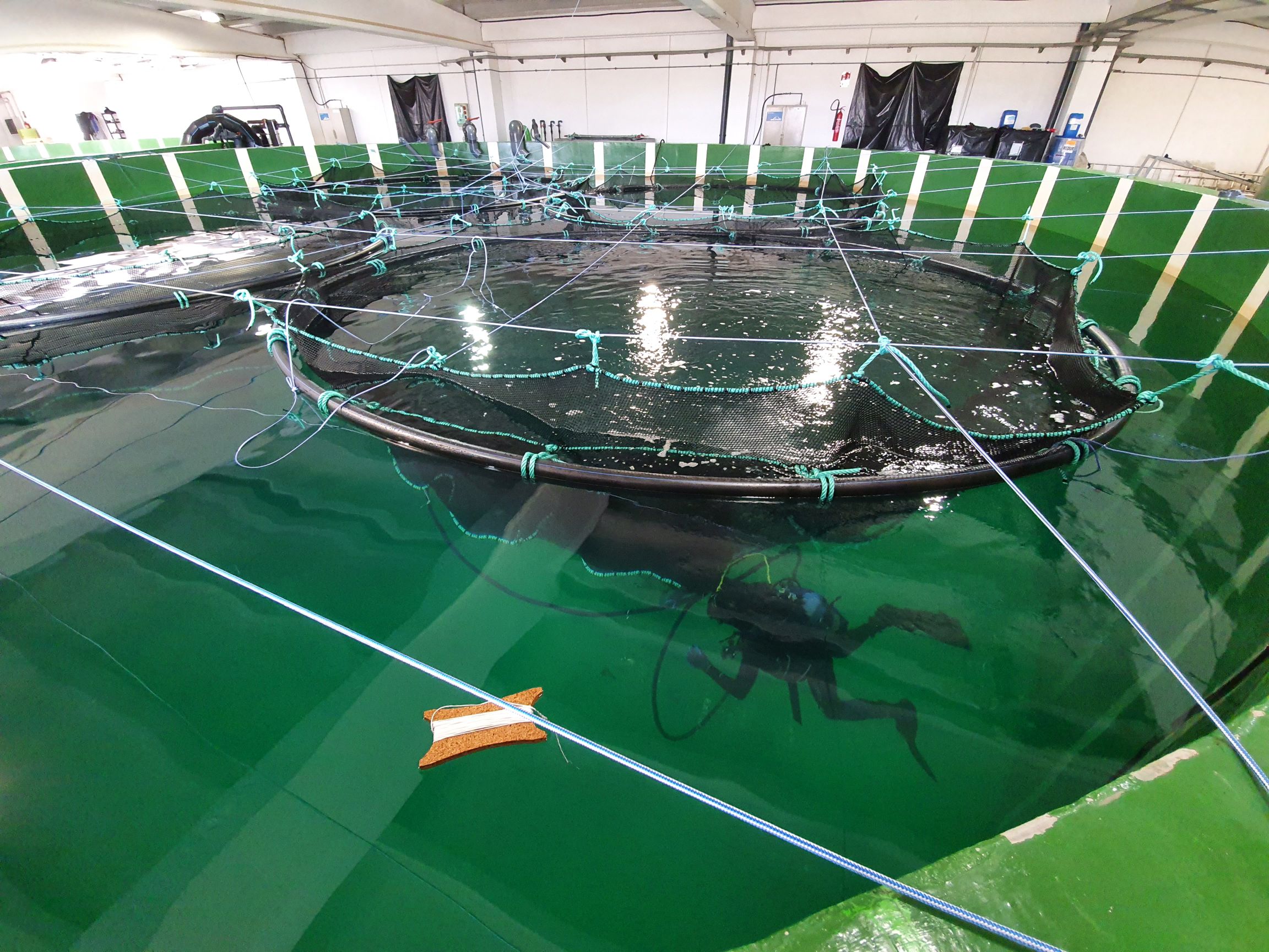 Buceadores supervisan una jaula de cultivo en el interior de uno de los tanques de la Instalación para el cultivo del atún rojo (ICRA) © Fernando de la Gándara. Centro Oceanográfico de Murcia (IEO-CSIC)
