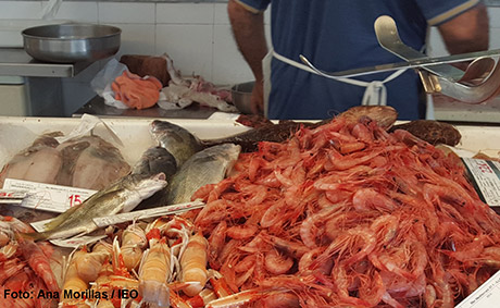 La gamba roja es uno de los recursos pesqueros más importantes del Mar Balear