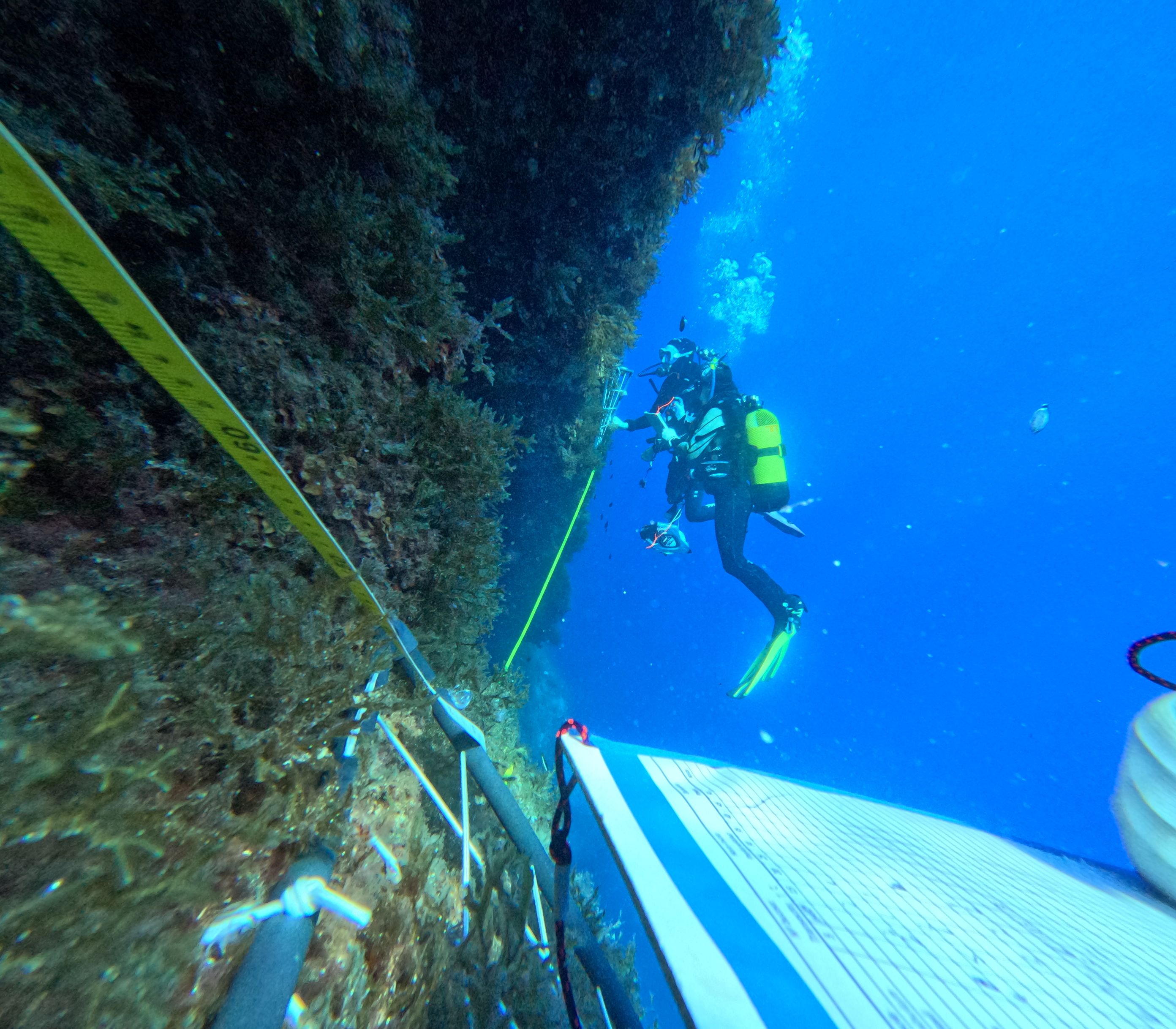 Toma de datos y muestras mediante buceo científico en las áreas exploradas © Centro Oceanográfico de Illes Balears (IEO-CSIC)