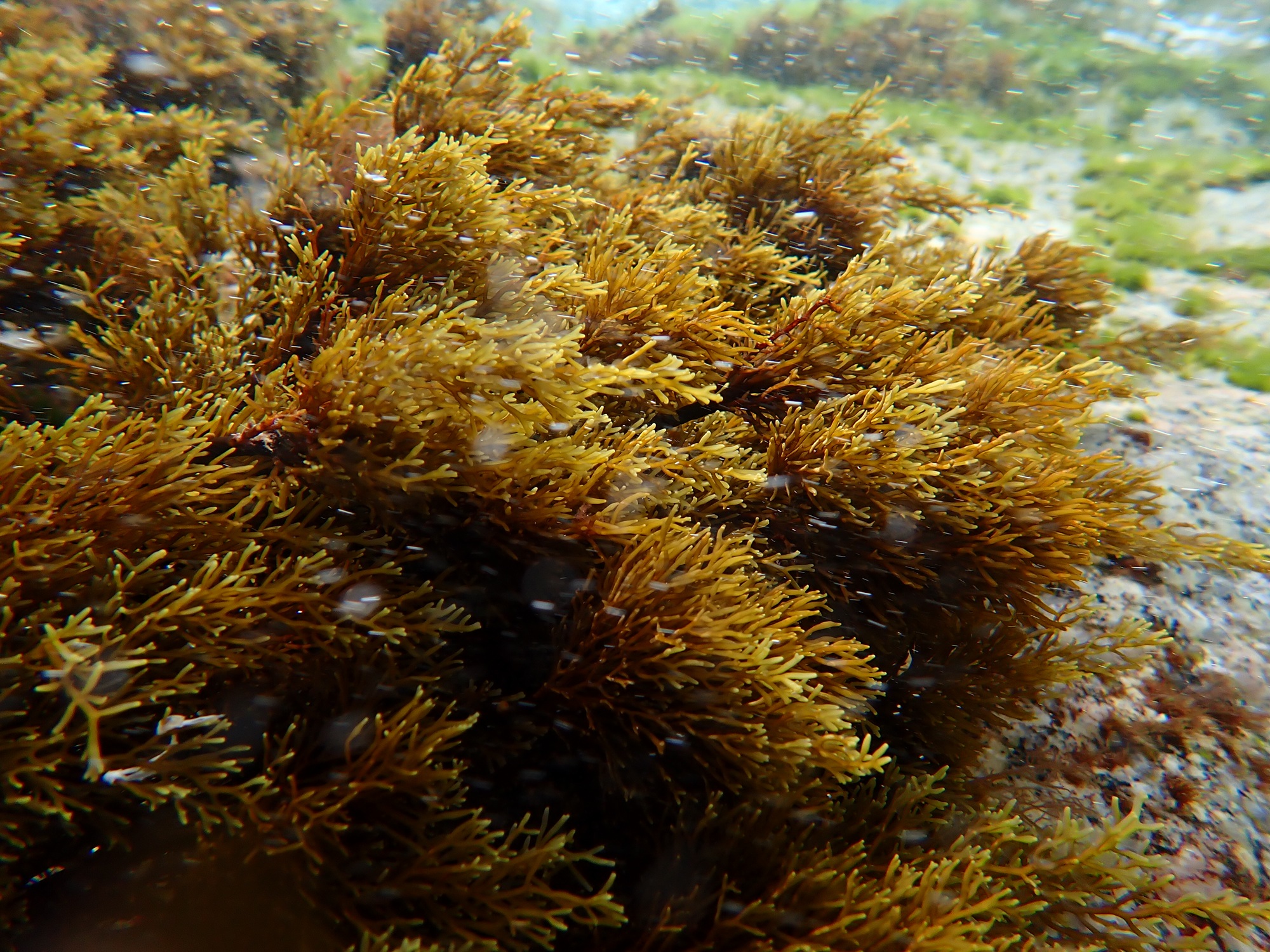 Bosque de E. crinita en Cala Estreta, Palamós. Foto: Clàudia Auladell
