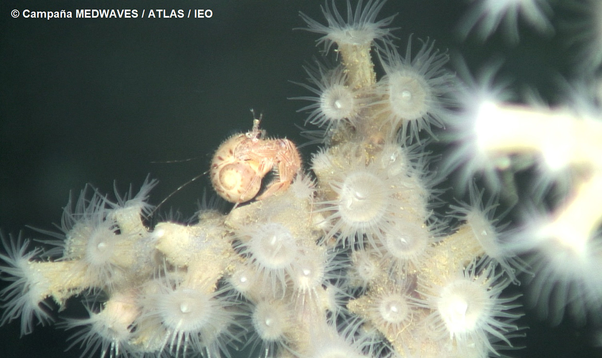 Detalle de una colonia de zoantarios y su fauna asociada en los fondos profundos del Seco de los Olivos, en el mar de Alborán. Foto: campaña MEDWAVES / proyecto ATLAS / IEO