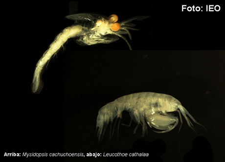 Dos nuevas especies para la ciencia en el Área Marina Protegida de El Cachucho