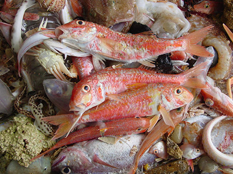 Captura de peces demersales. Foto: ECLIPSAME-CLIFISH / IEO