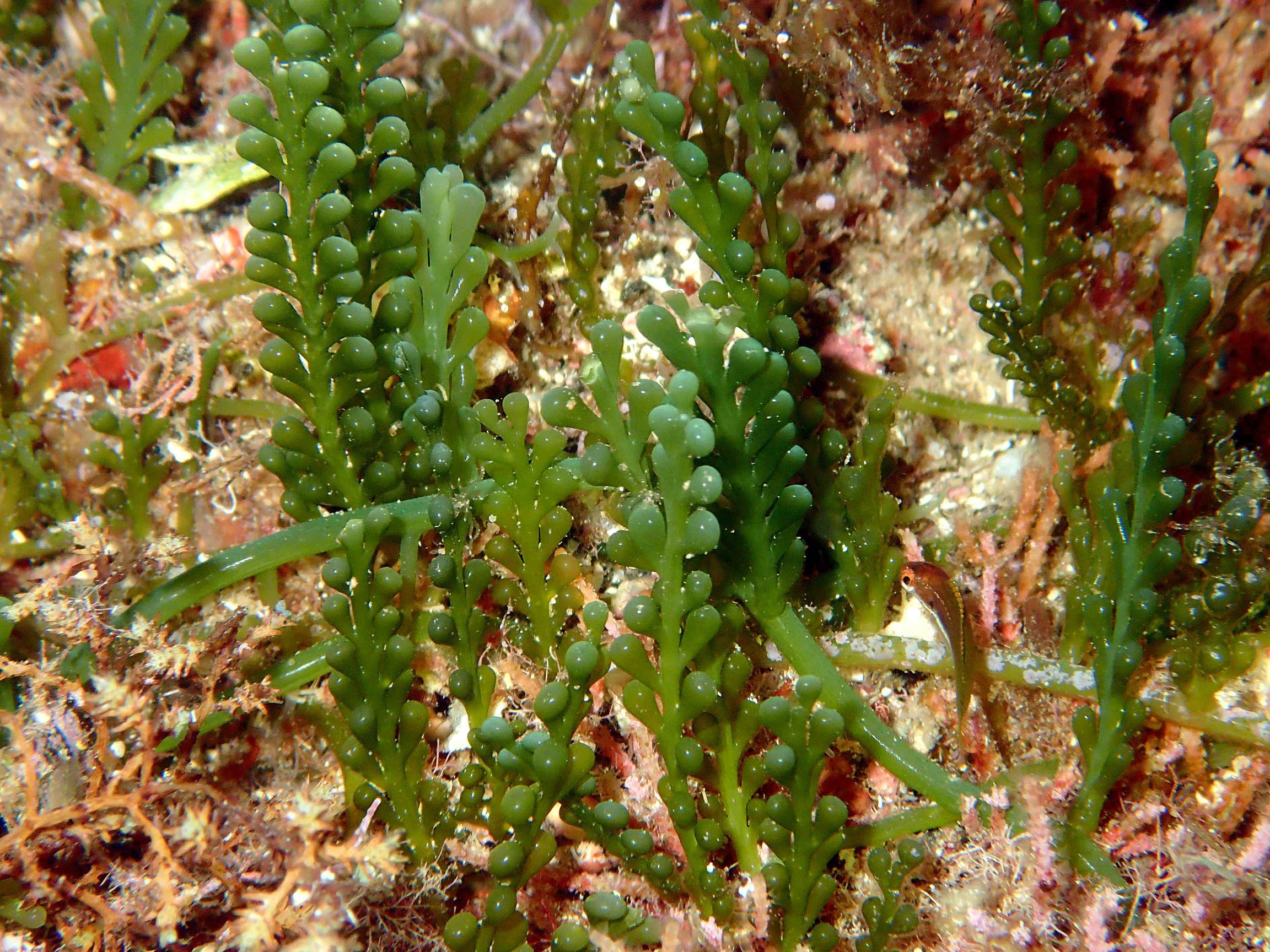 Caulerpa cylindracea ampliamente distribuida, pero que mantiene coberturas bajas y efectos limitados sobre los hábitats © Kike Ballesteros